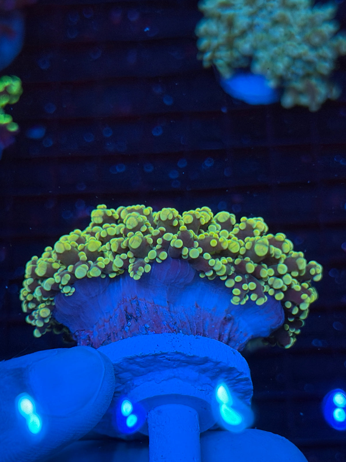JEA Banana Frogspawn Coral Splitting 3 Ways 9/21