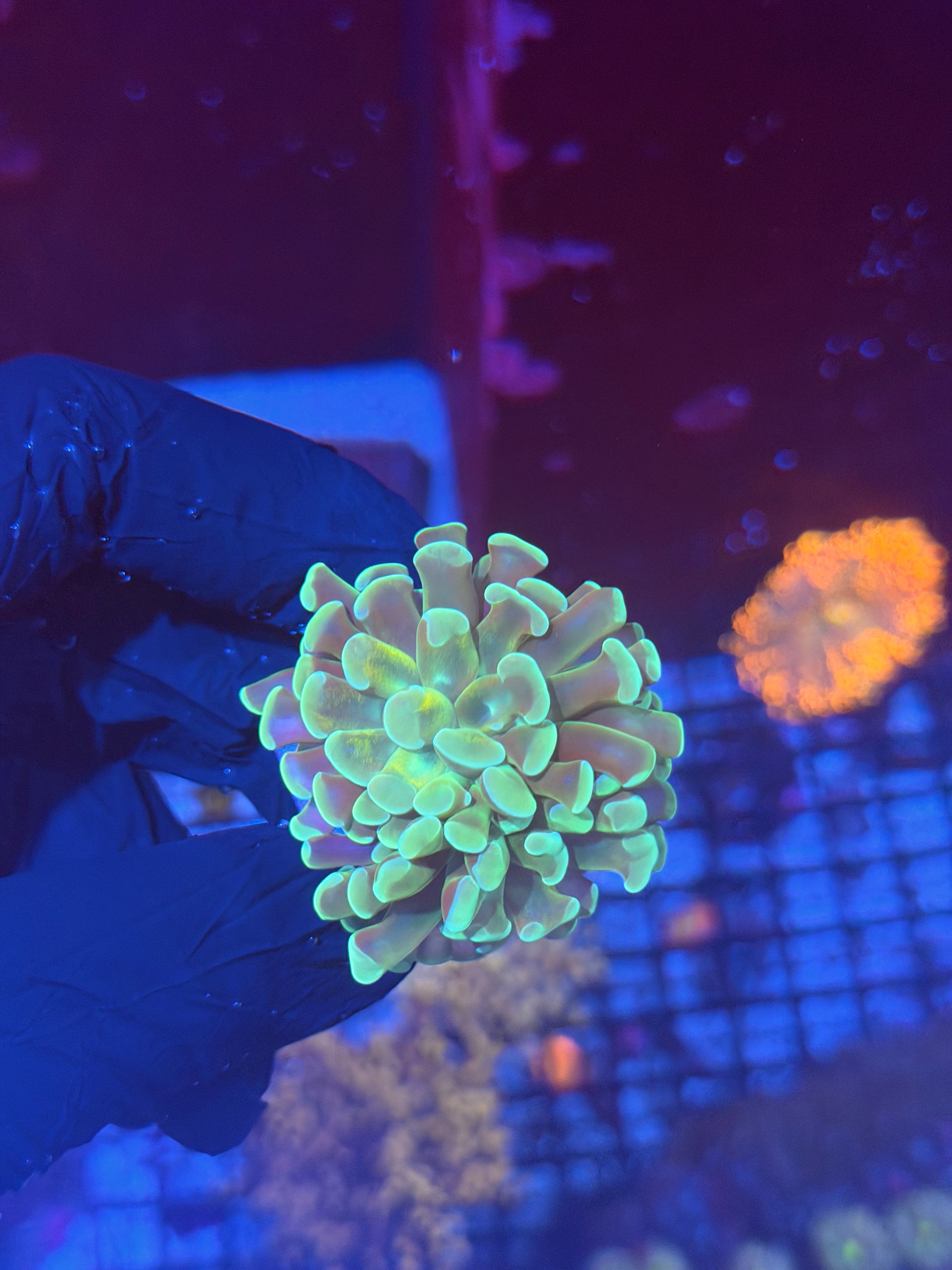 JEA Kaleidoscope Hammer Coral 2 Heads 8/6