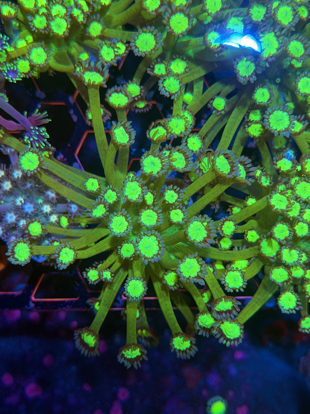 JEA Bioshock Goniopora Coral XL 9/27