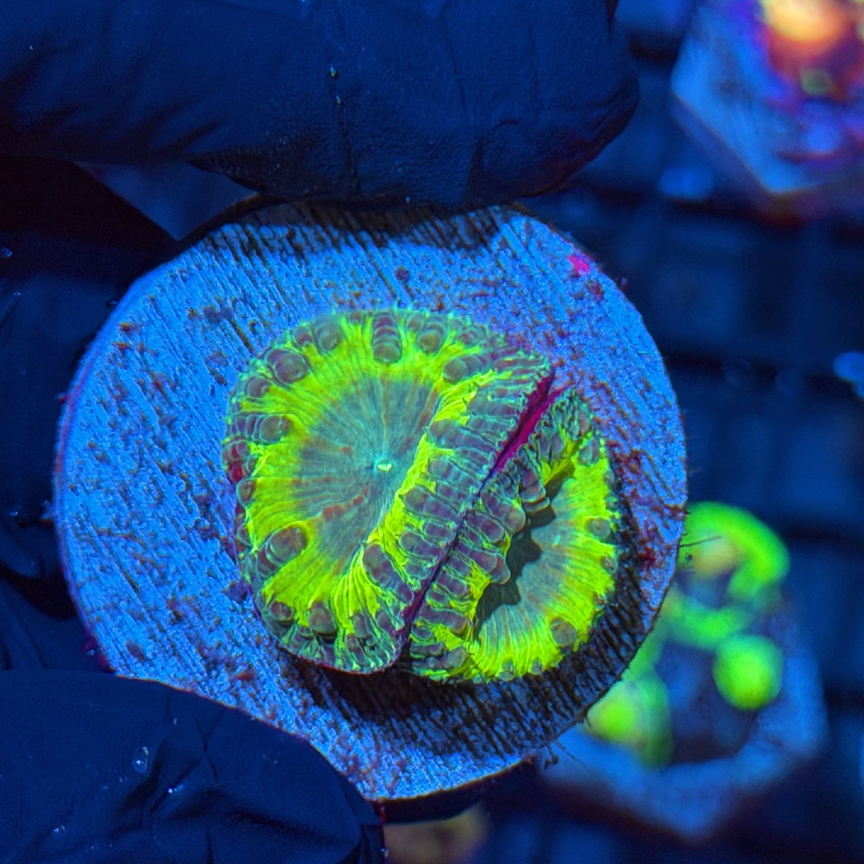 Jay's Exotic Corals