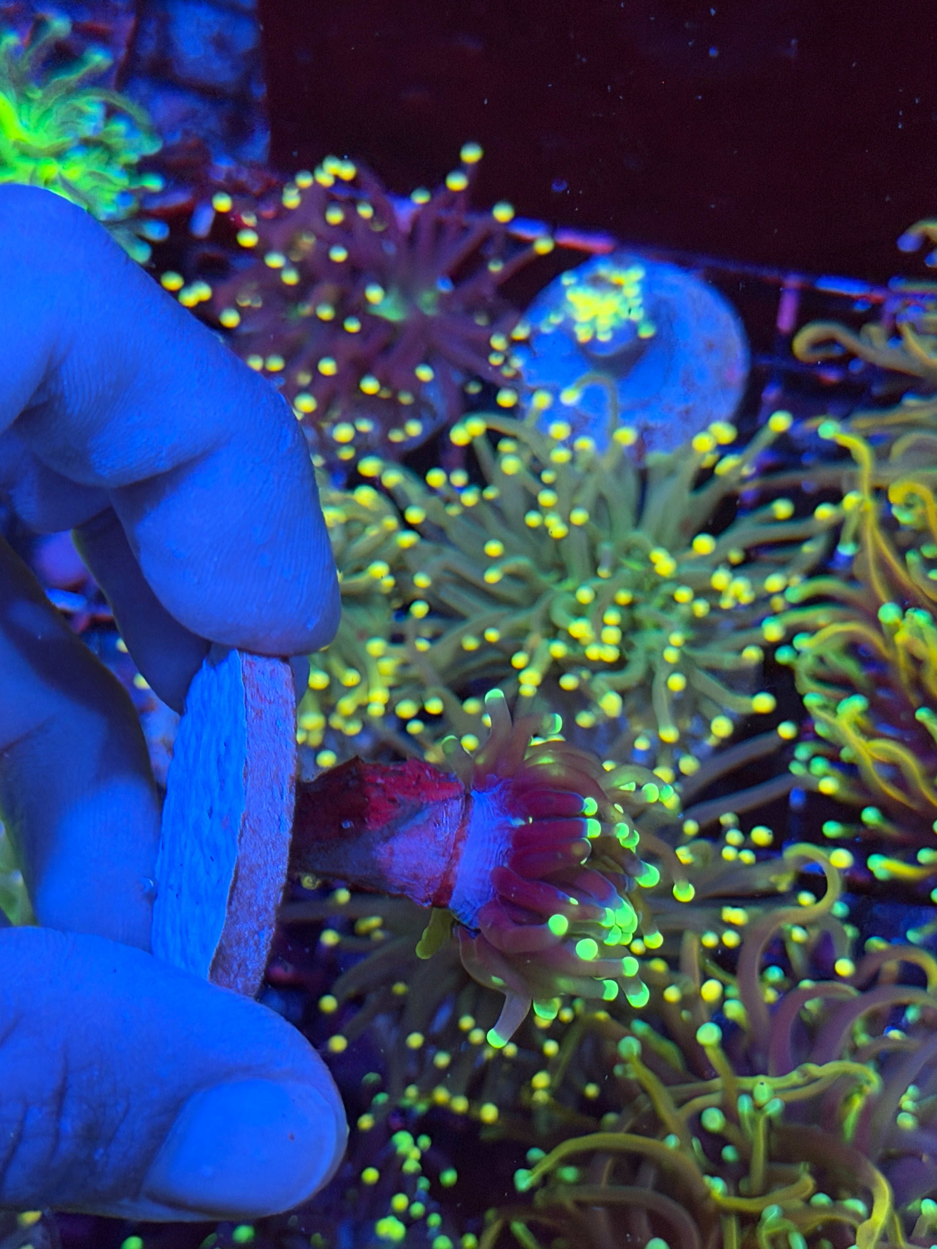JEA Blacklight Torch Coral 1 Head