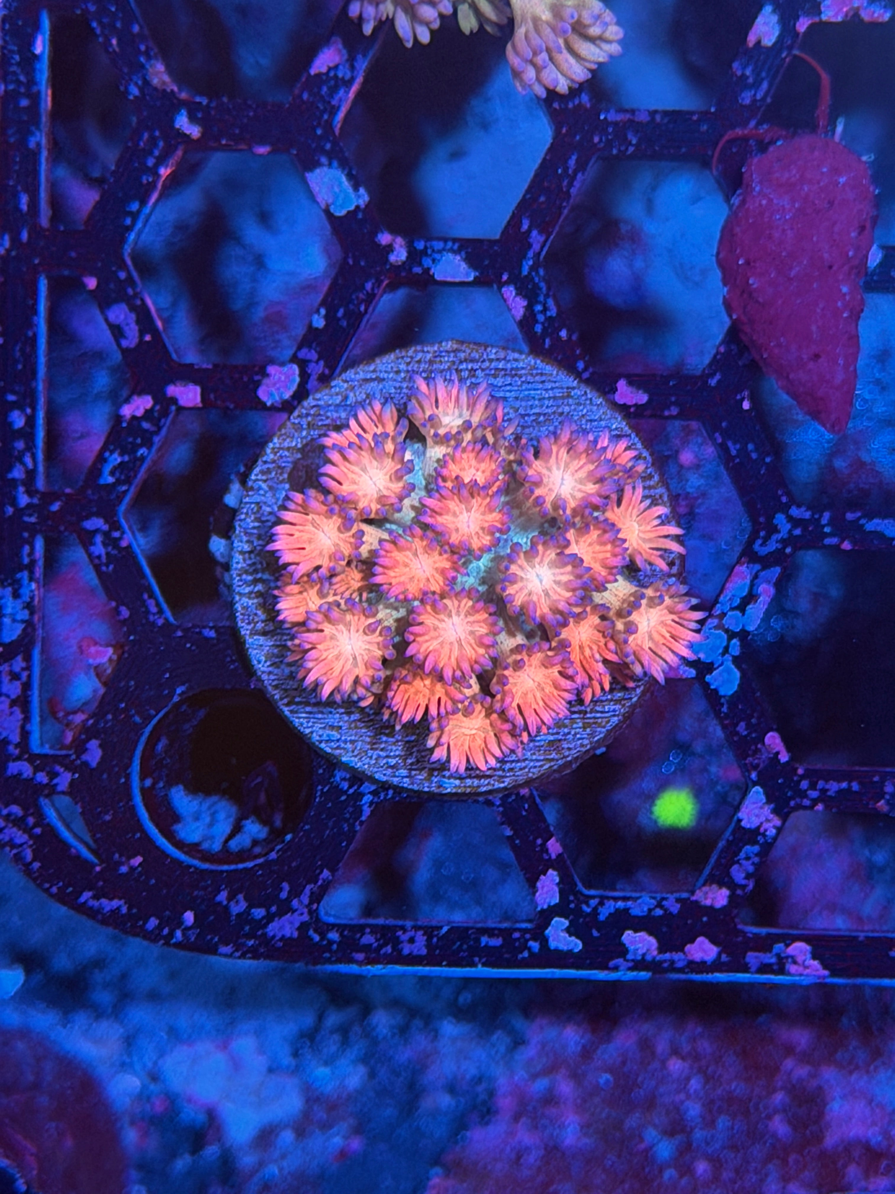 JEA Fireworks Goniopora Coral 11/3