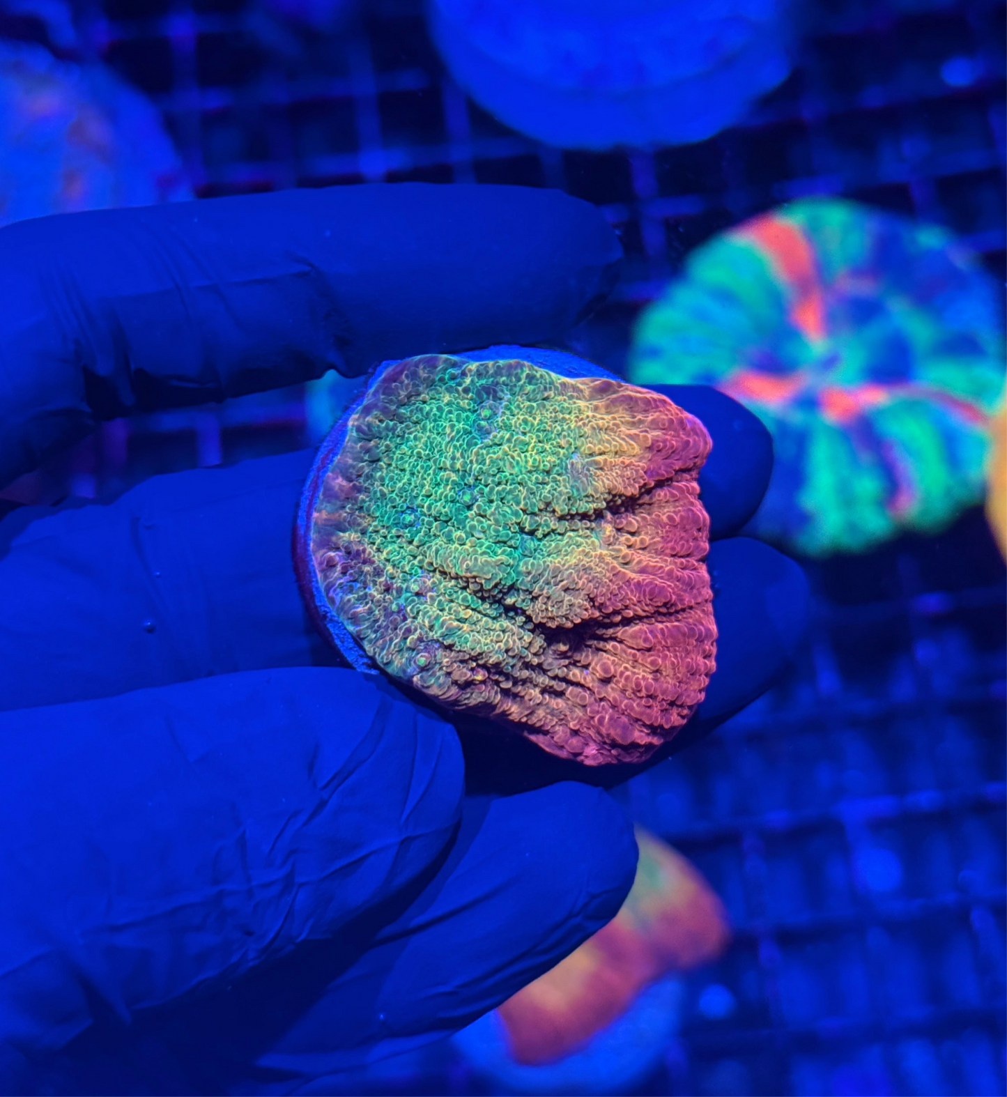Jay's Exotic Coral Auctions