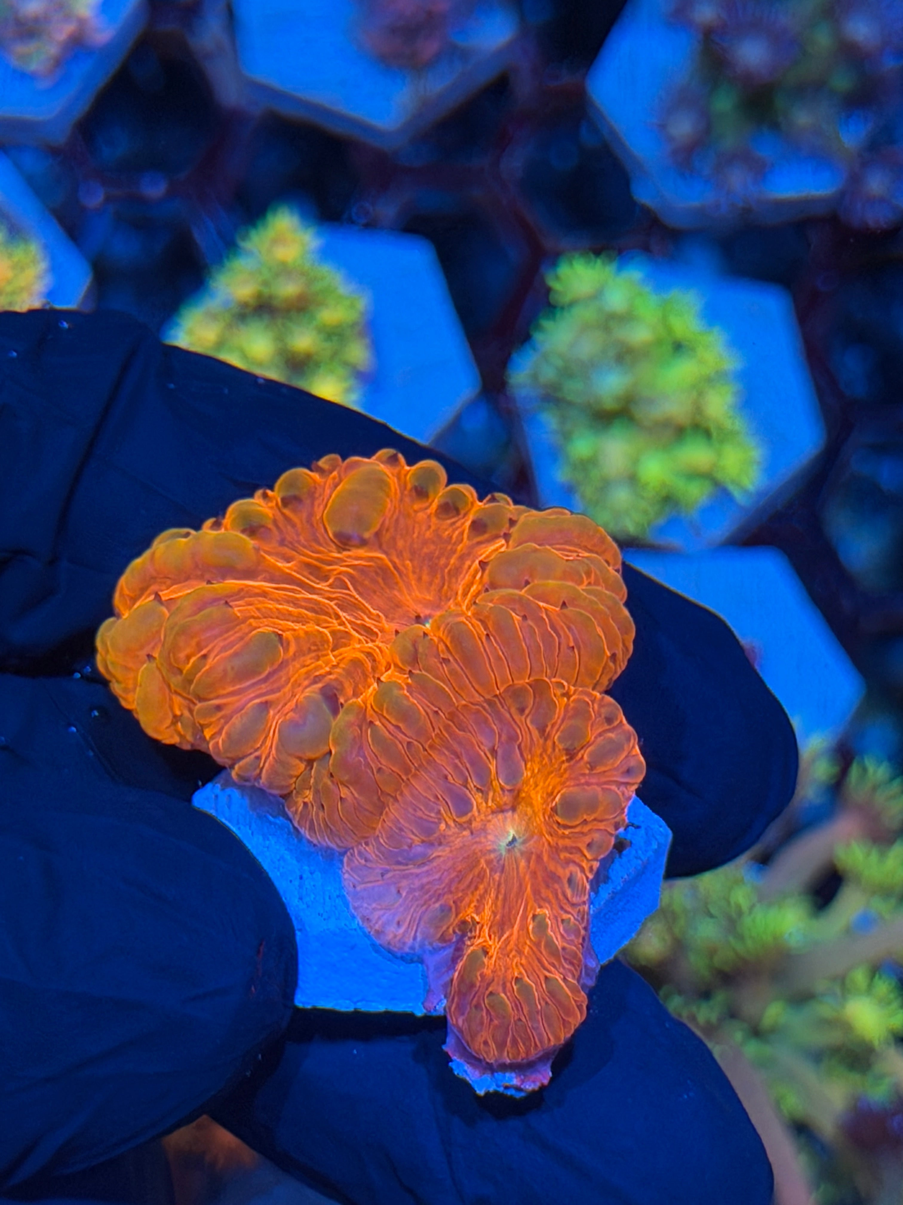 JEA Time Traveler Blastomussa Coral 2 XXL Heads *New Release*
