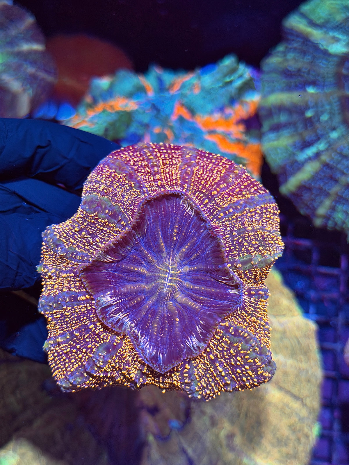 Orange Glitter Acanthophyllia Meat Coral