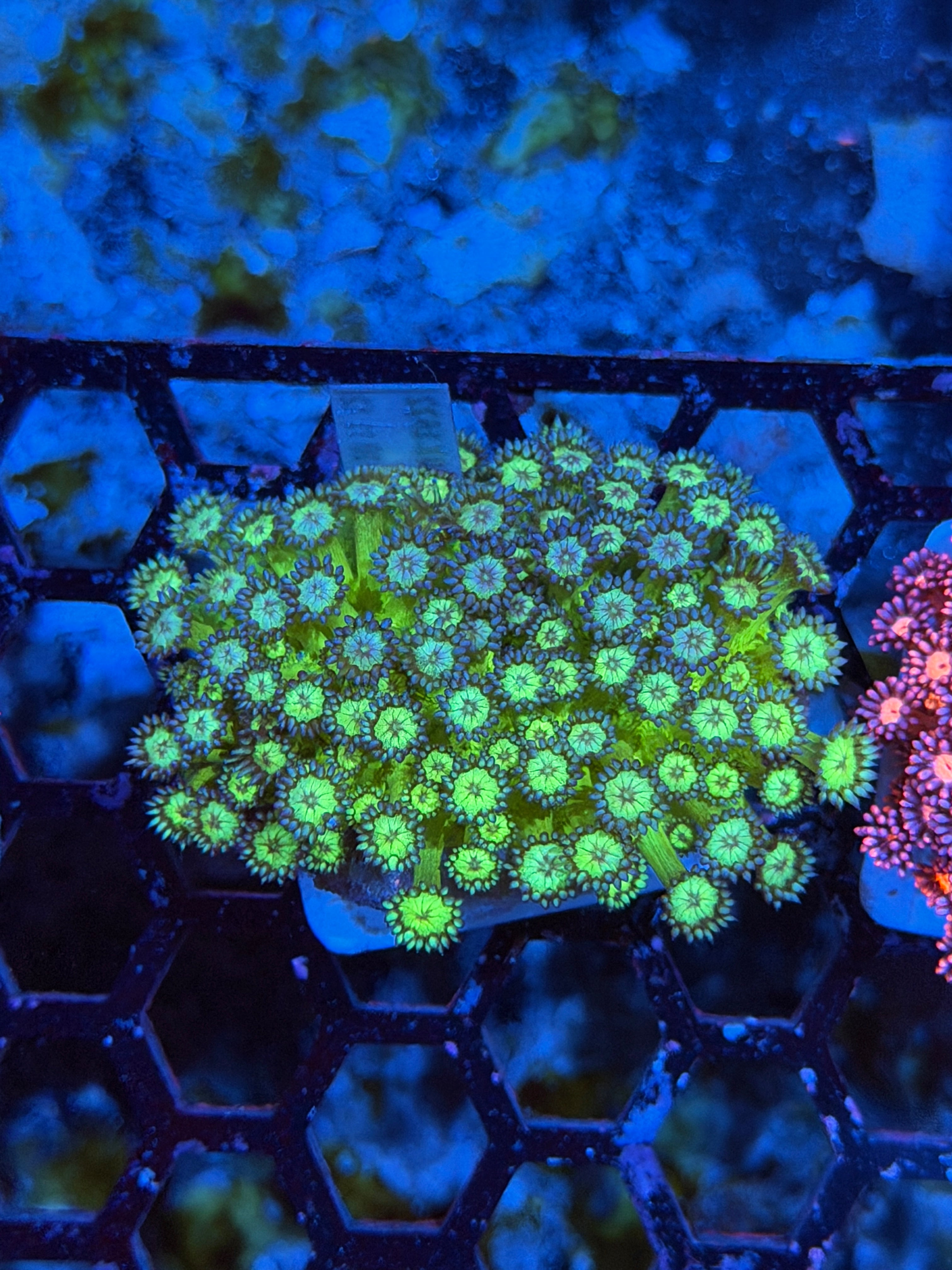 JEA Glitter Goniopora Colony XL