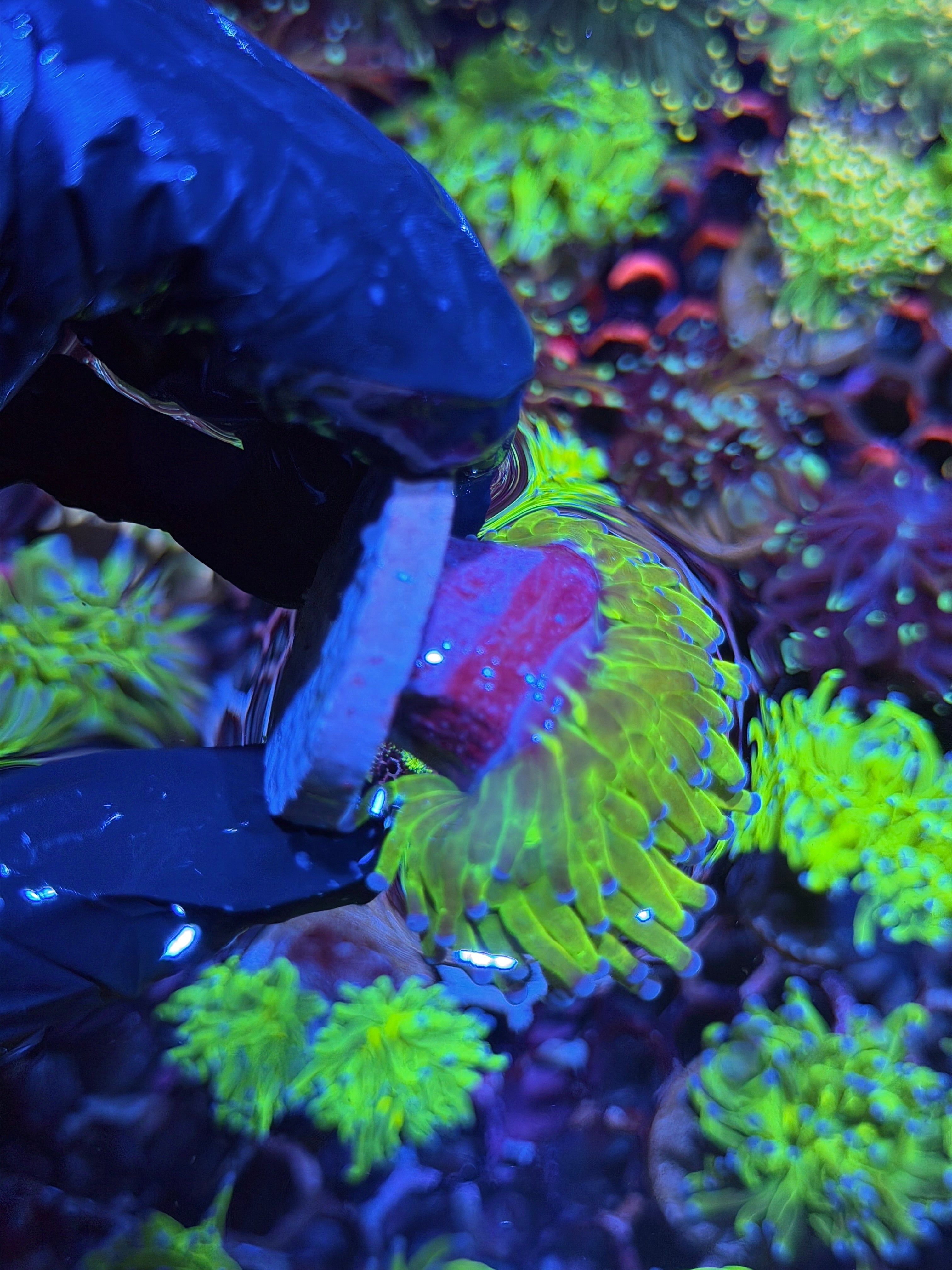 JEA Holy Grail Torch Coral 1 Head XL