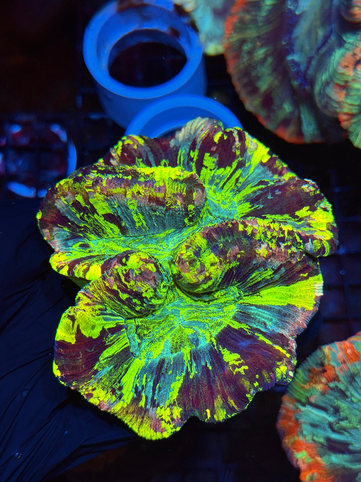Rainbow Splatter Trachyphyllia Meat Coral Show Piece BRIGHT 9/22