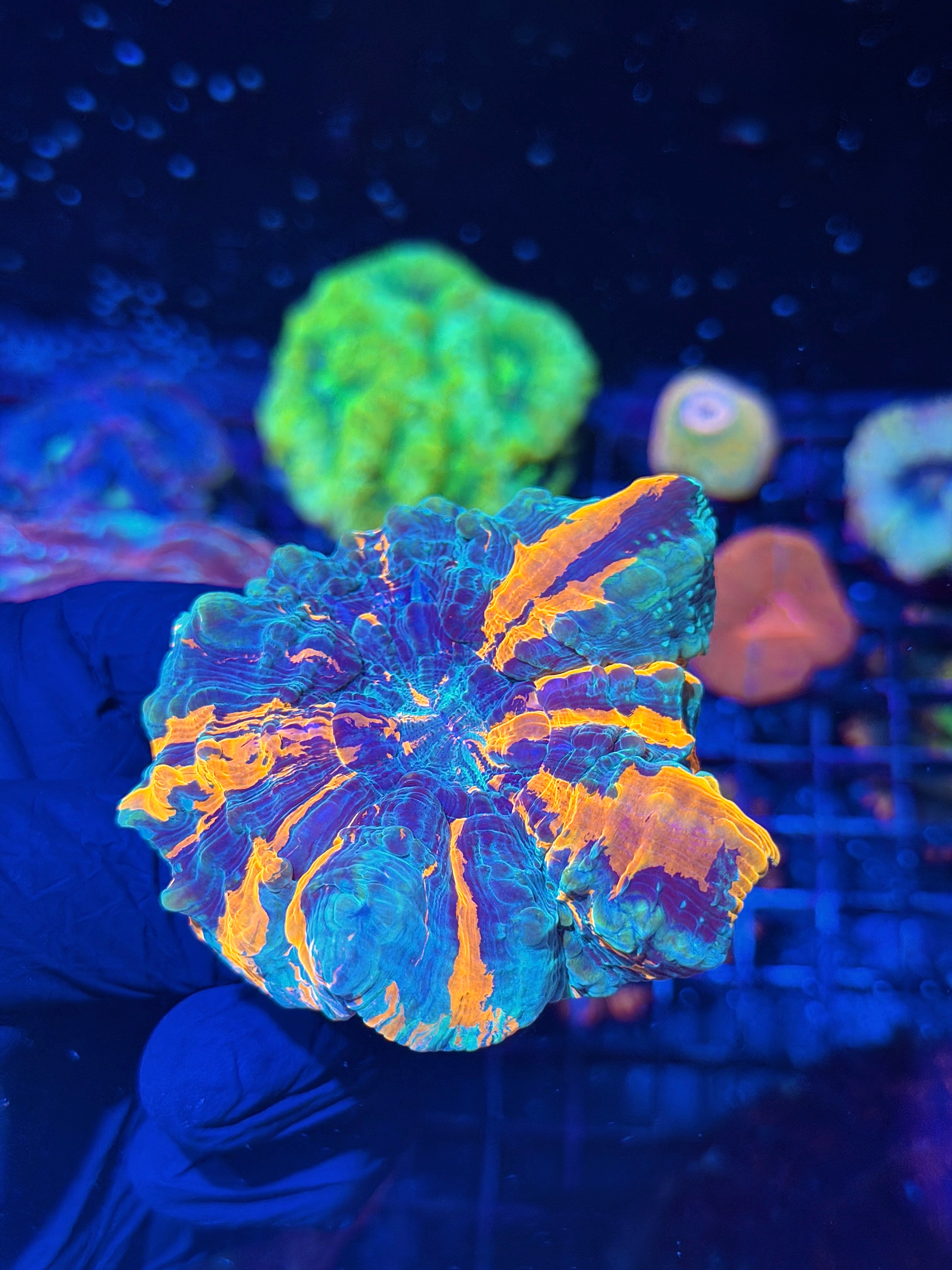 Striped Acanthophyllia Meat Coral
