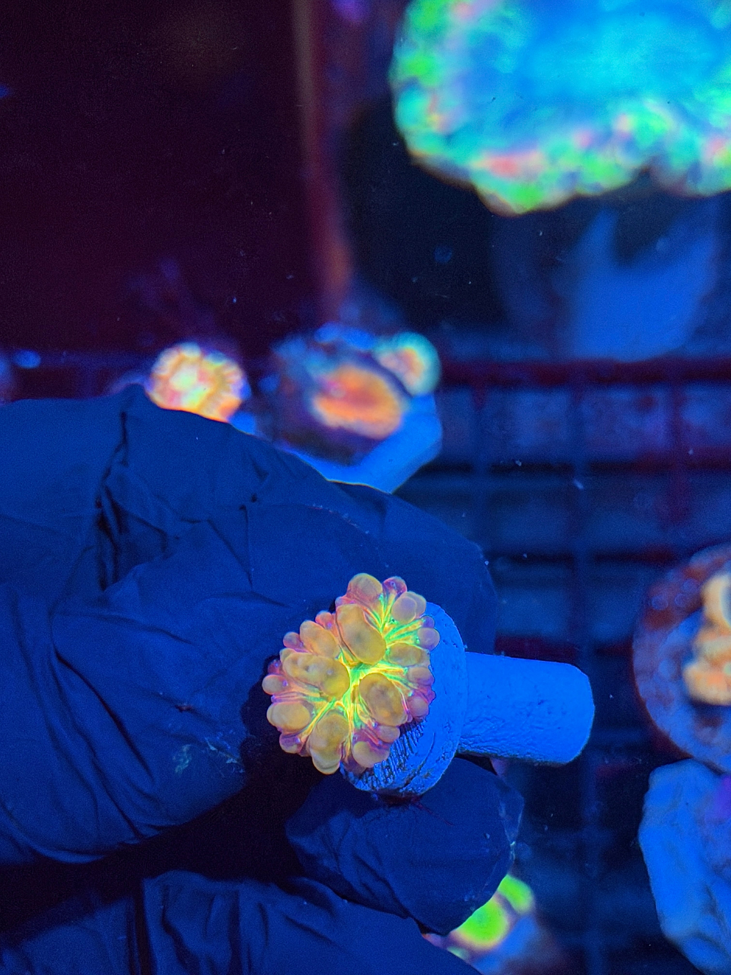JEA Mindbender Blastomussa Coral 1 Head * Last Frag Available*