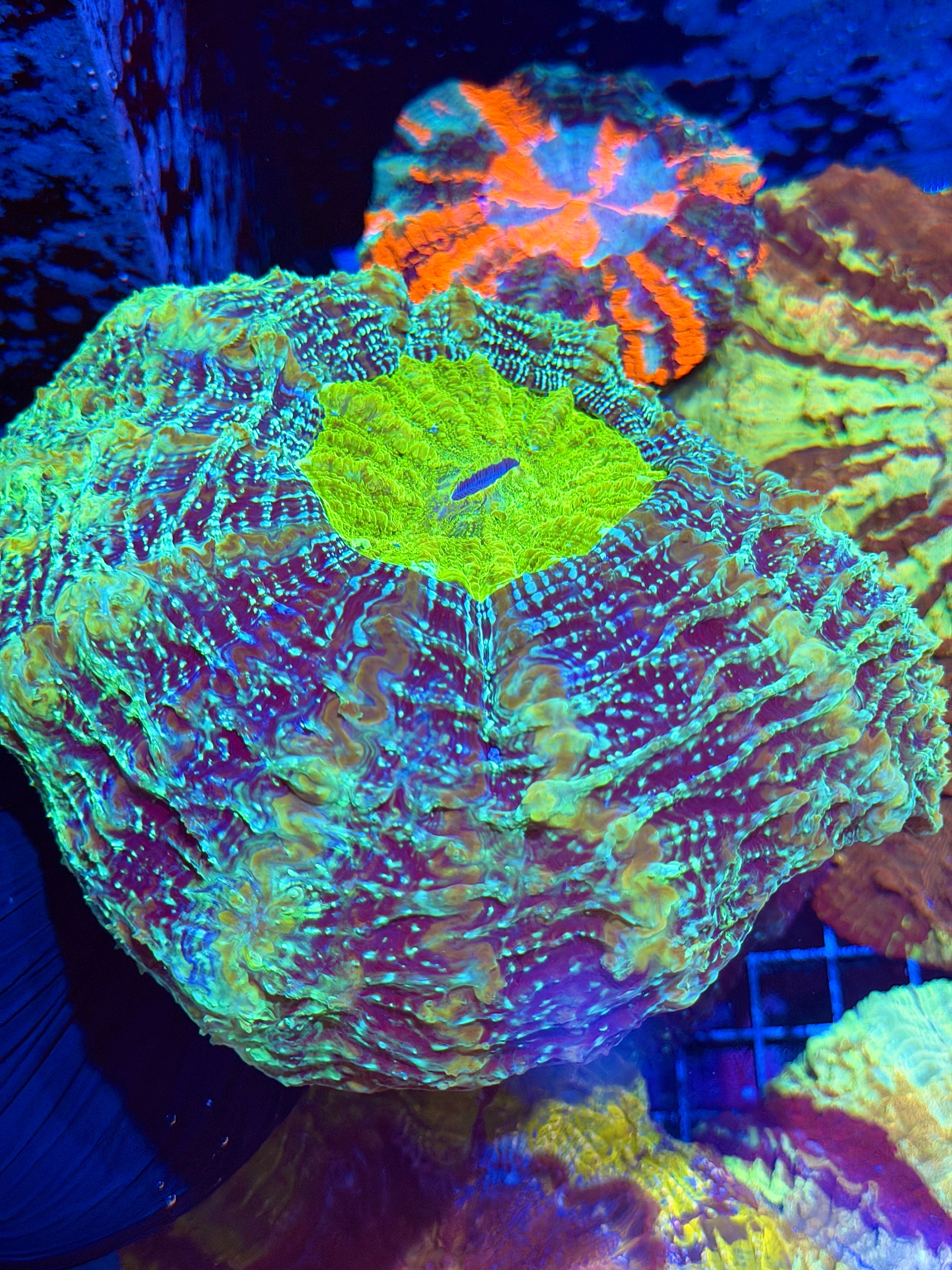 Gold Glitter Acanthophyllia Meat Coral BRIGHT YELLOW CENTER Rare 6/3