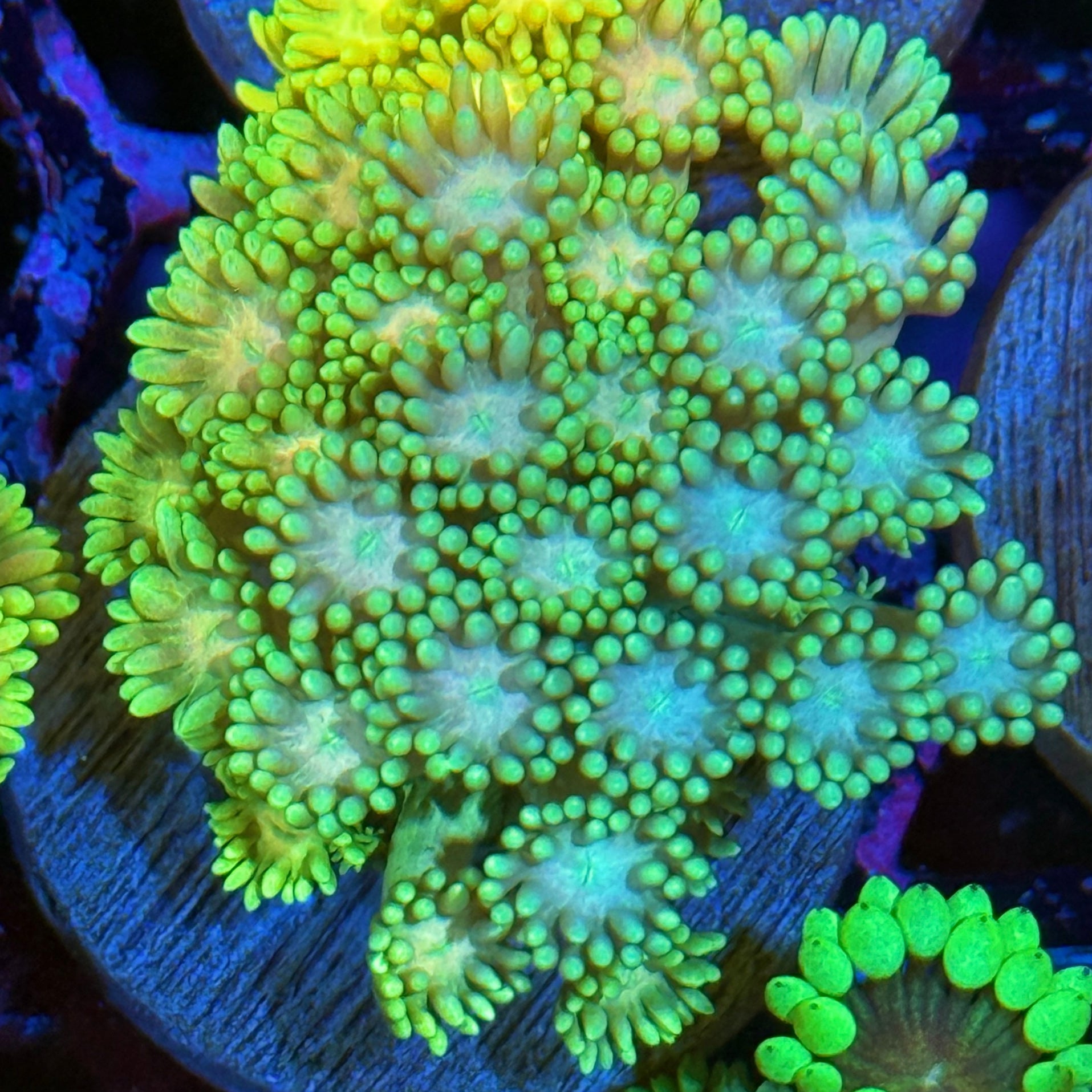 JEA Sunlight Goniopora Coral 10/12