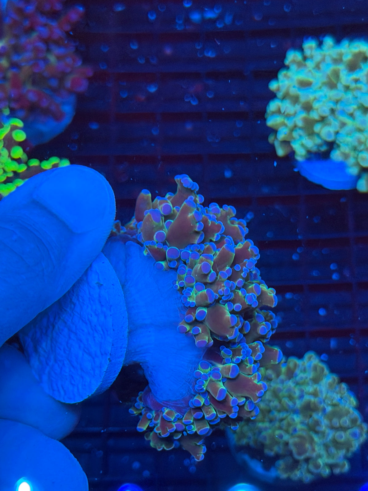 JEA Blue Magic Frogspawn Coral 4 Heads Splitting XXL Mini Colony 9/22
