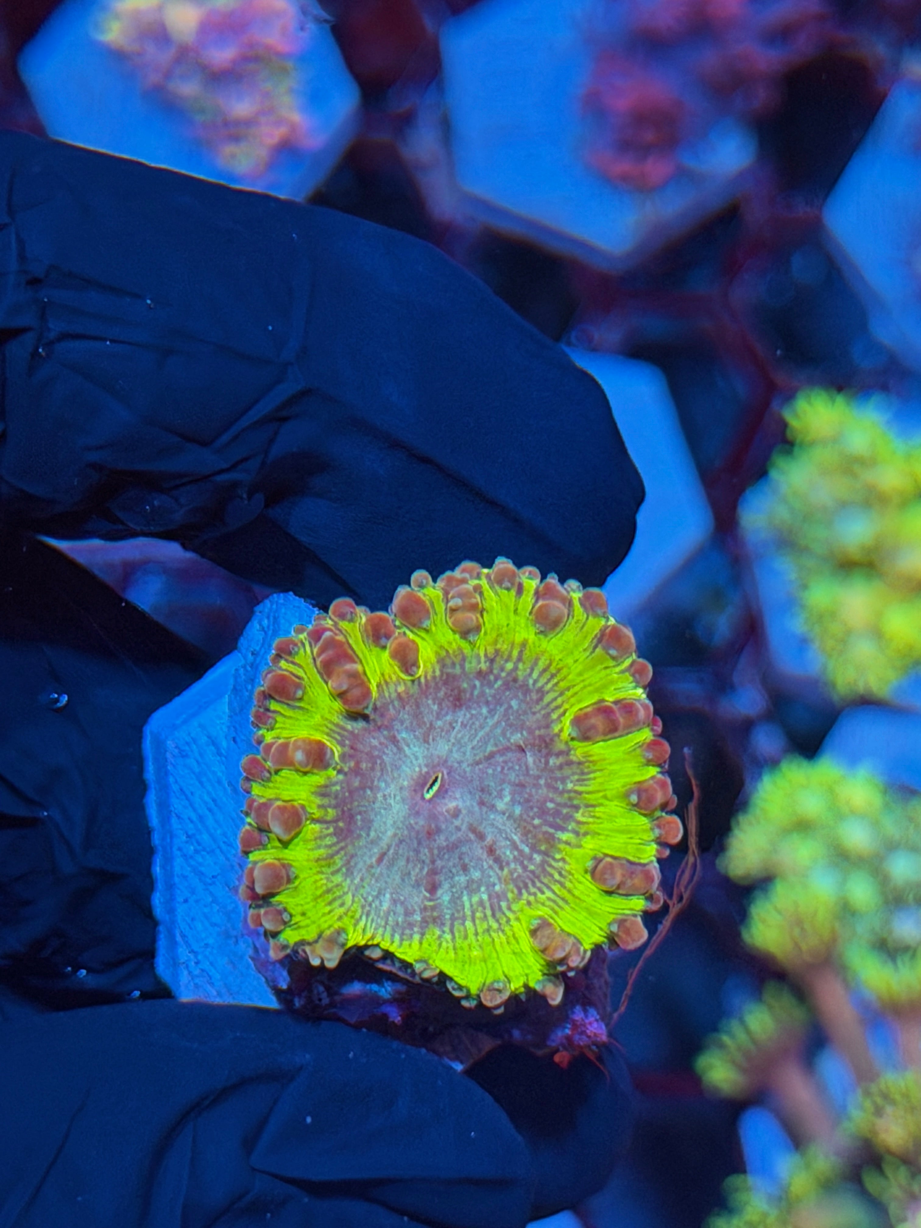 JEA Willy Wonka Blastomussa Coral 1 Xl Head