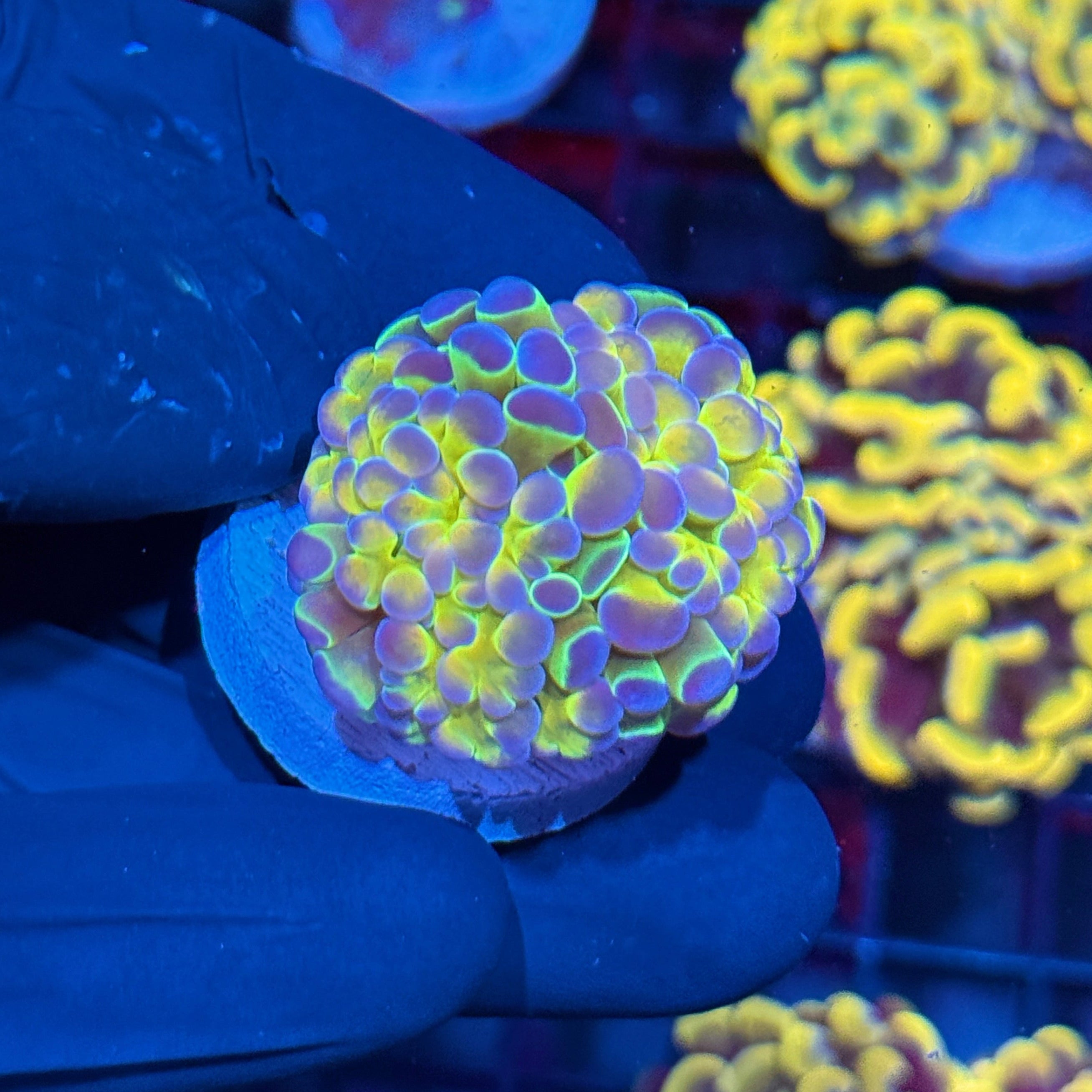 JEA Rainbow Holo Splatter Hammer Coral 10/2