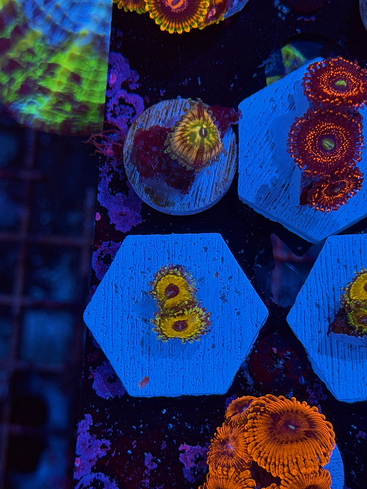 JEA Godbeast Zoanthid Coral 2 Polyps