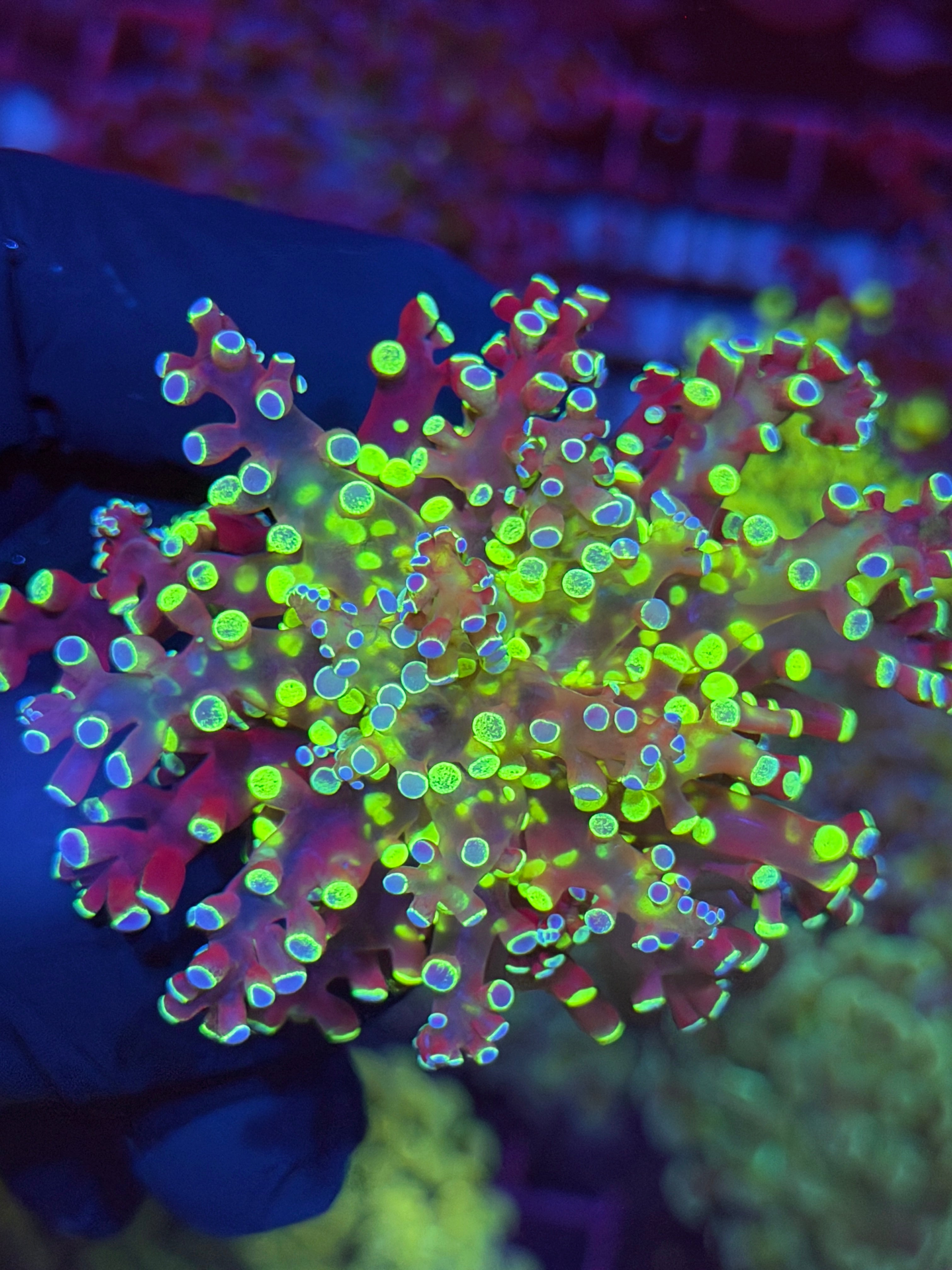 JEA Splatter Frogspawn Coral 1 XL Head Splitting to 2 7/15