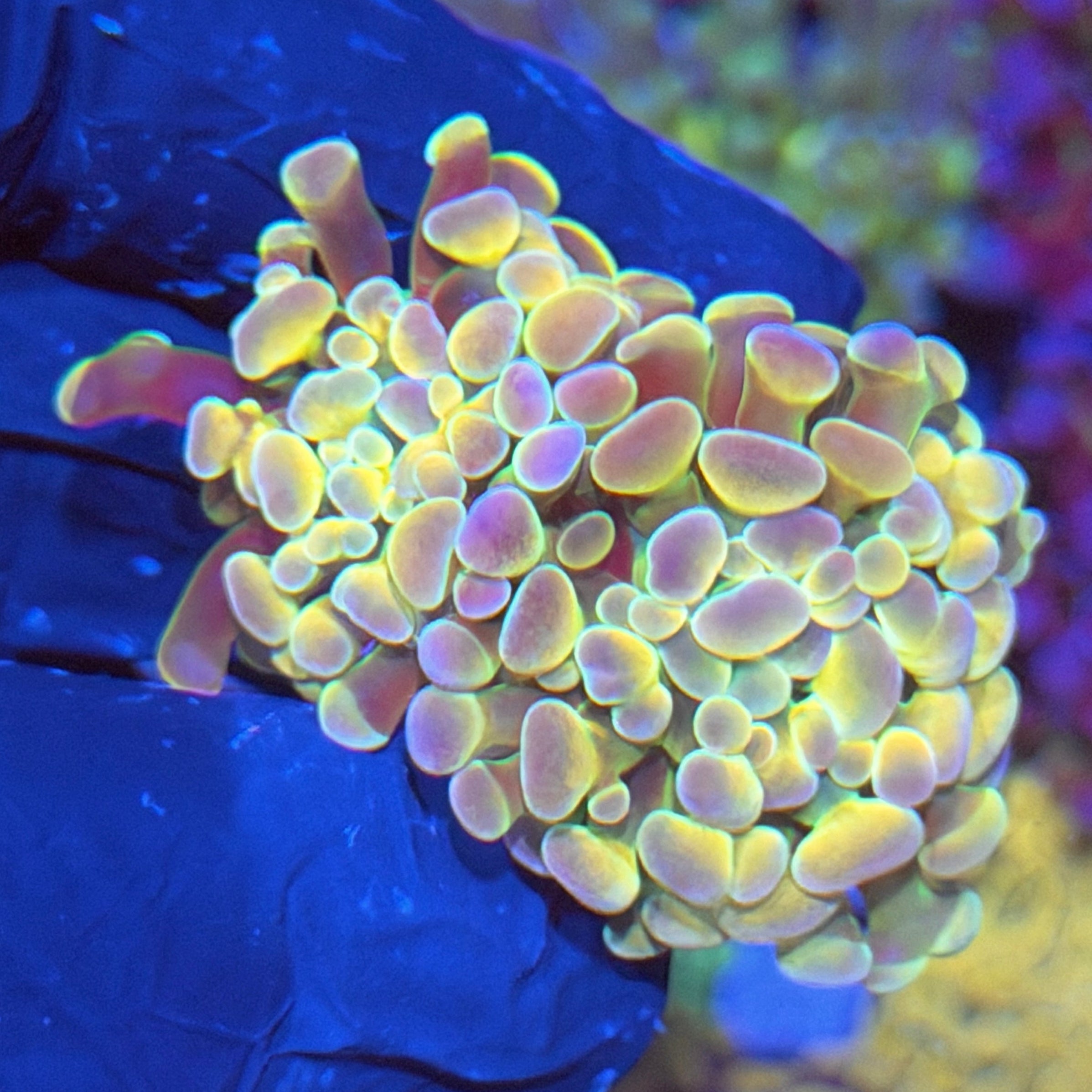 JEA Rainbow Dreams Hammer 2 Heads Splitting 4/8