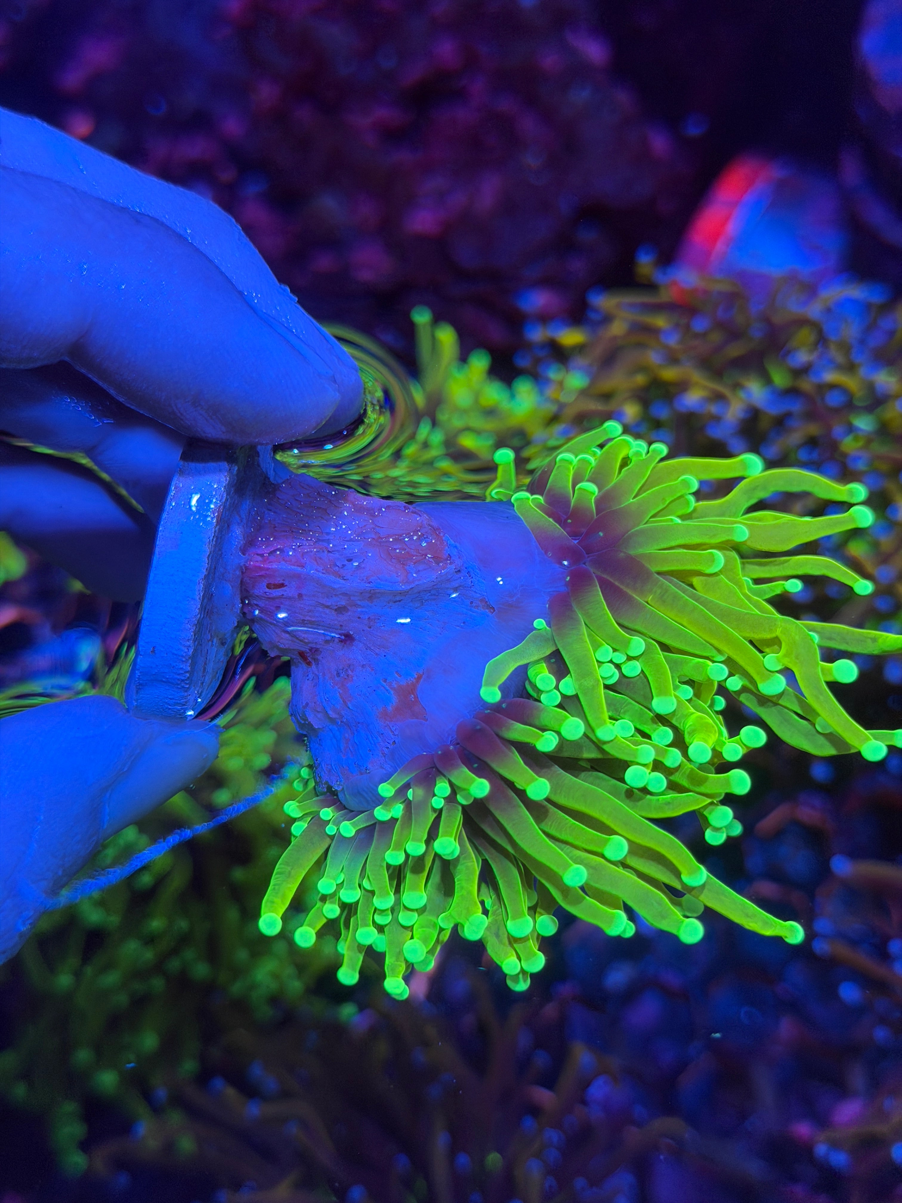 JEA Hell Fire Torch Coral 1 XXL Head Splitting 12/1