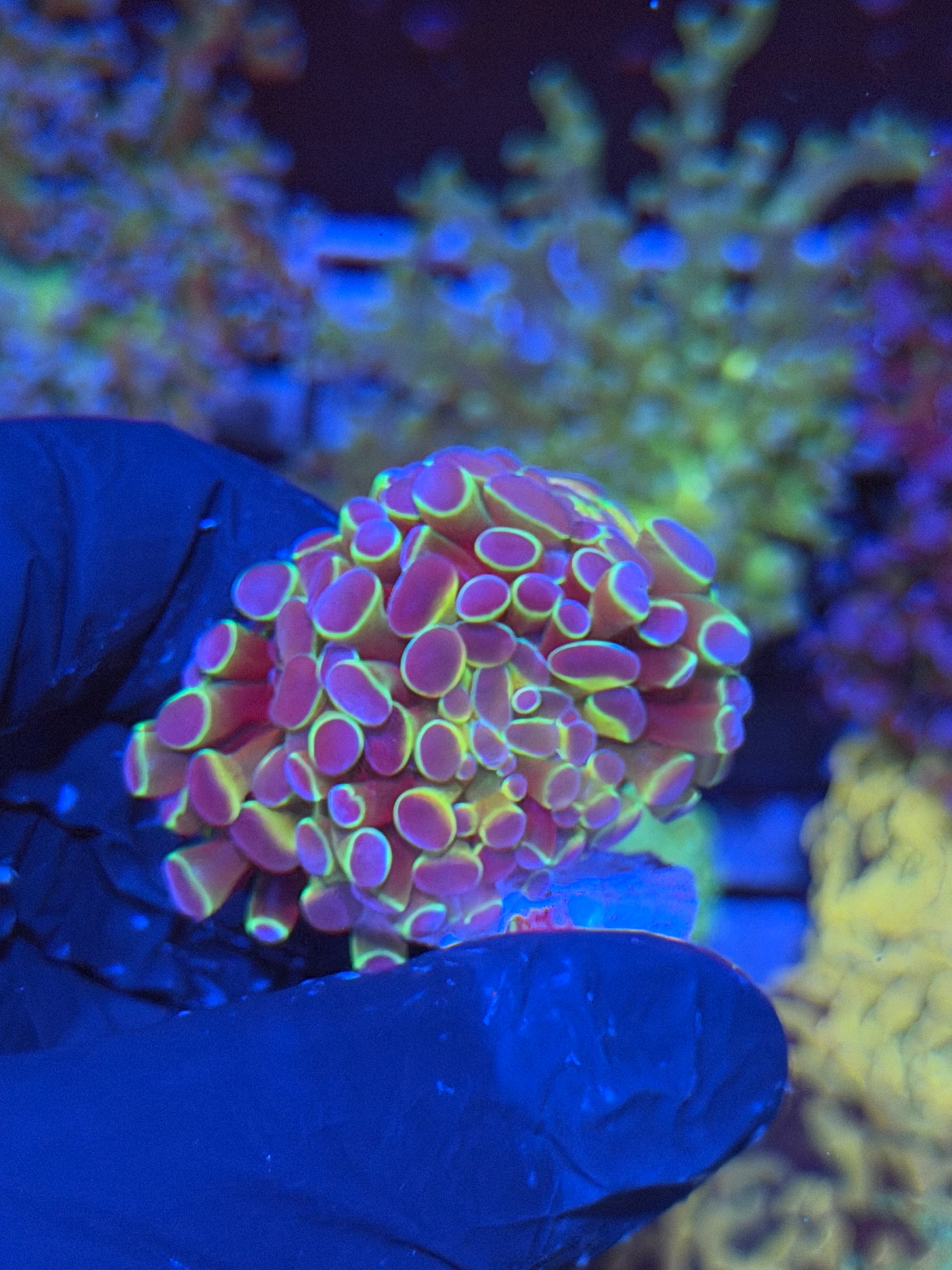 JEA Hologram Hammer Coral 1 XL Head 4/23