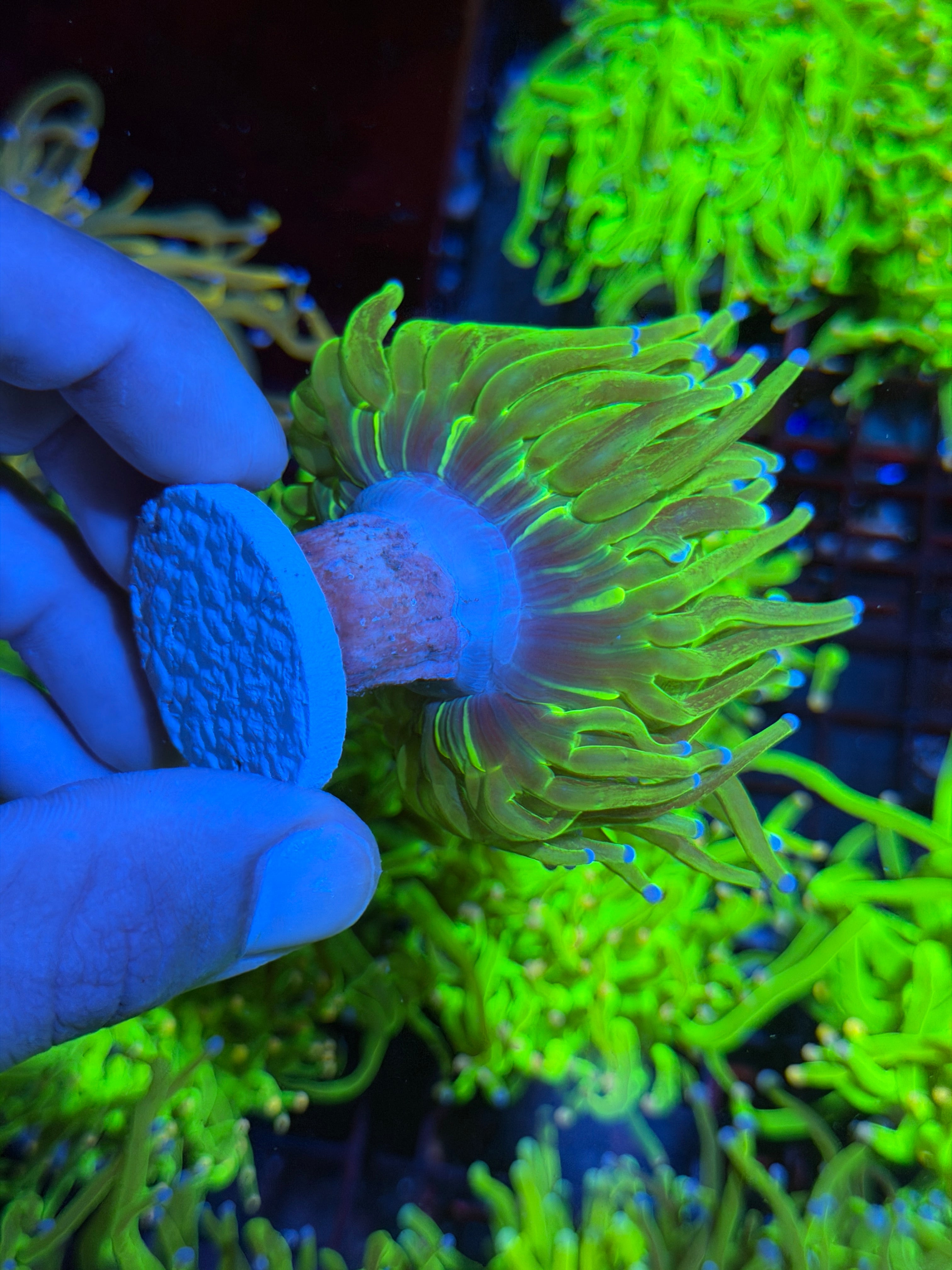 JEA Glitter Holy Grail Torch Coral 1 Xxl Head Show Size 9/6