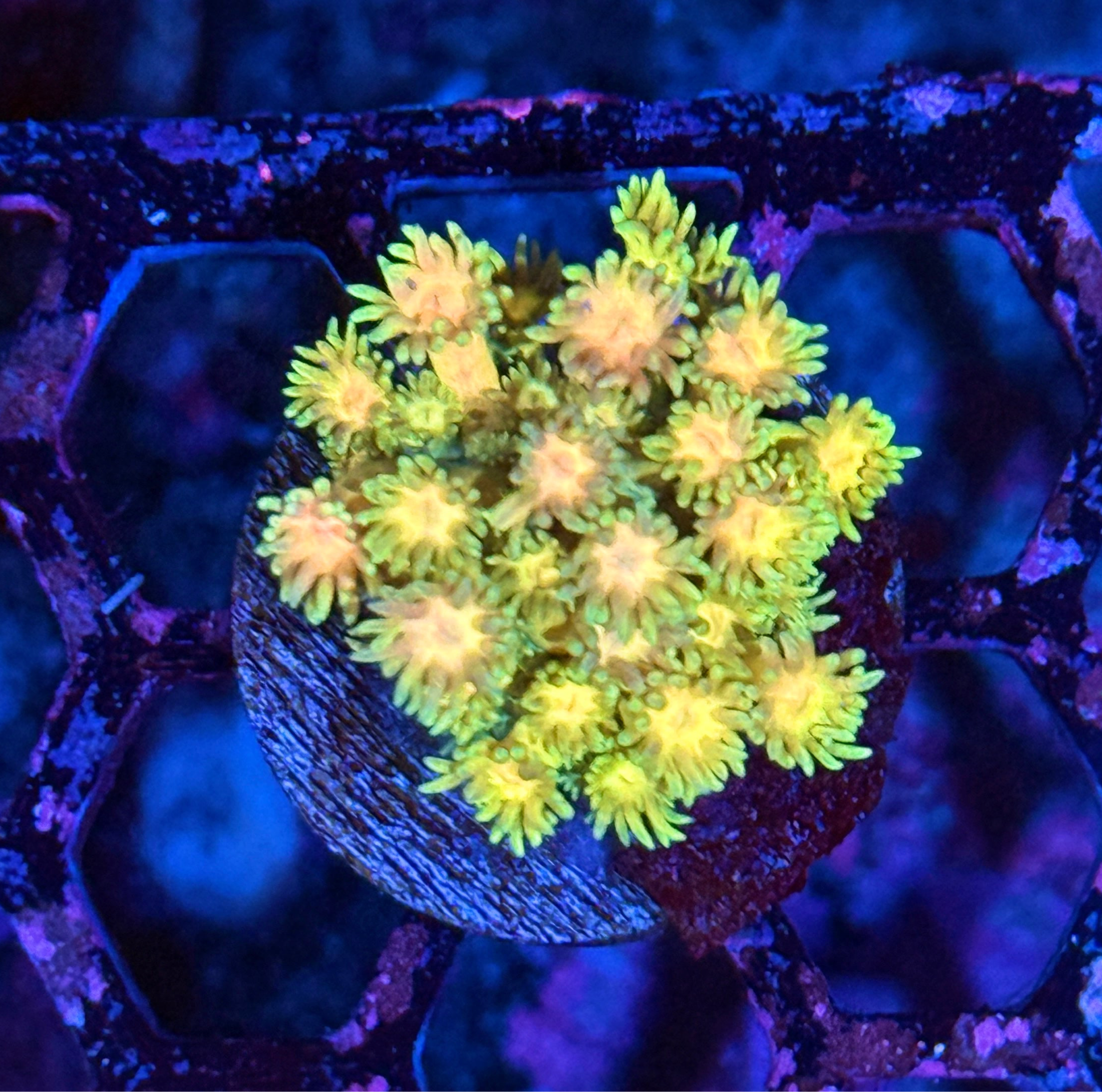 JEA Rainbow Goniopora Coral
