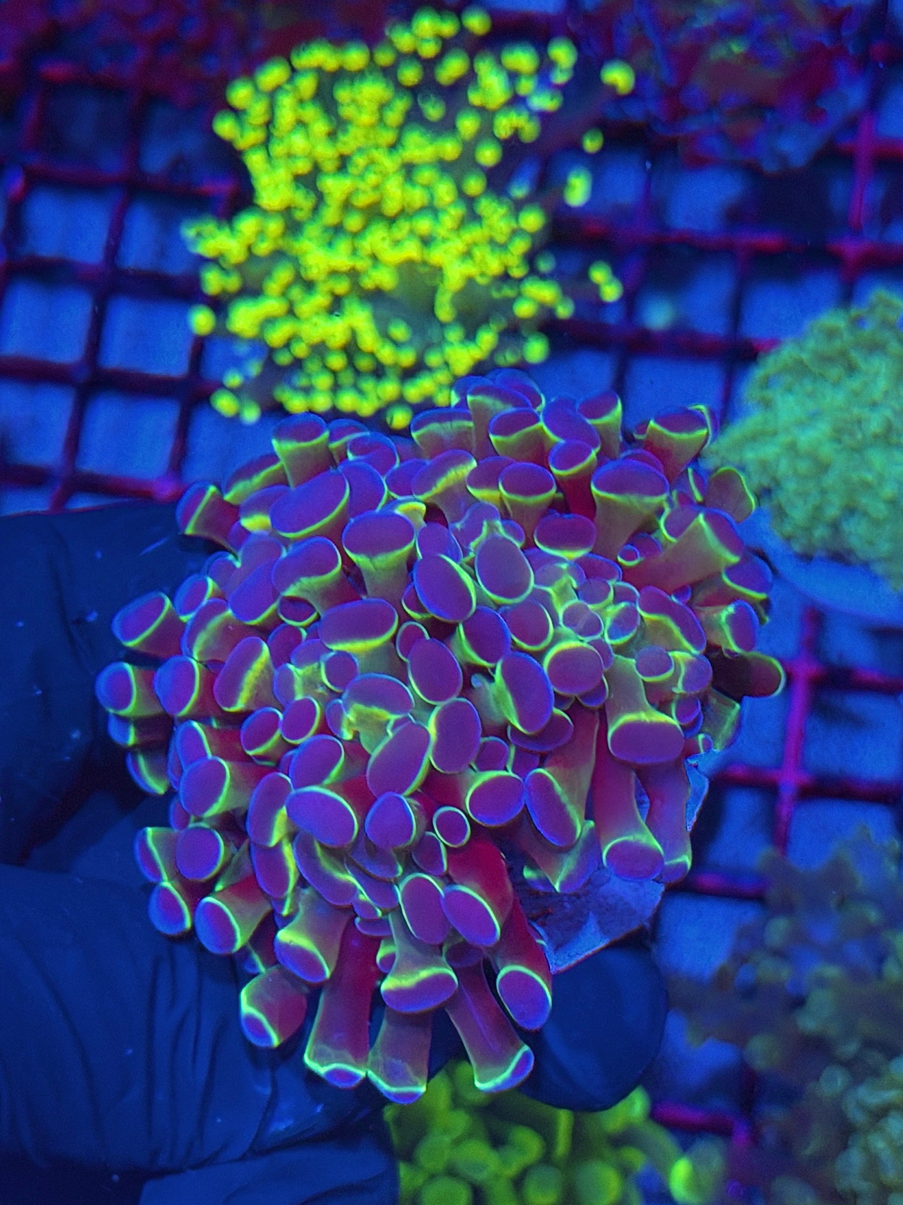 JEA Multicolor Hammer Coral Colony XXL 4+ Heads 7/21