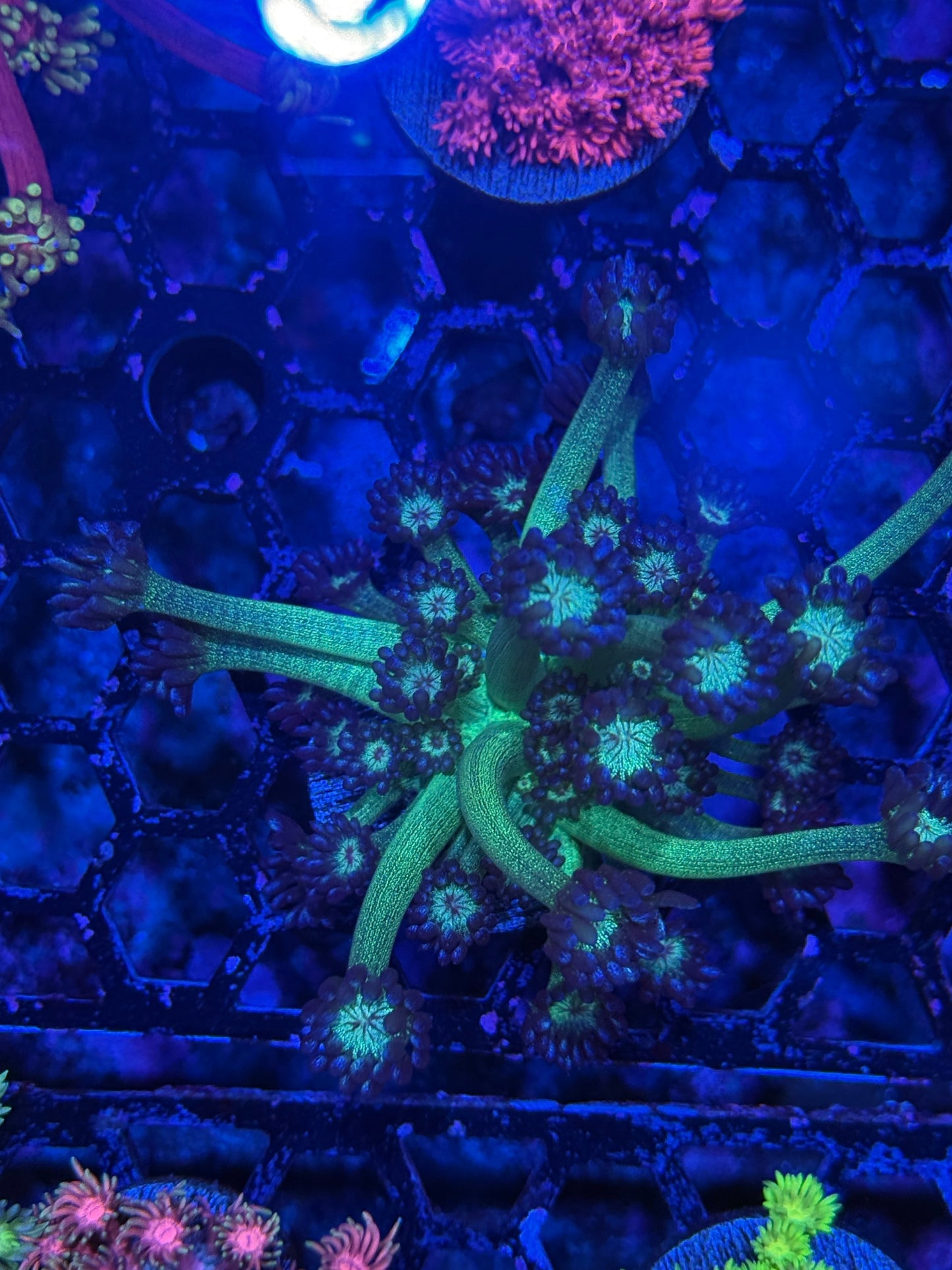 Jay's Exotic Coral Auctions