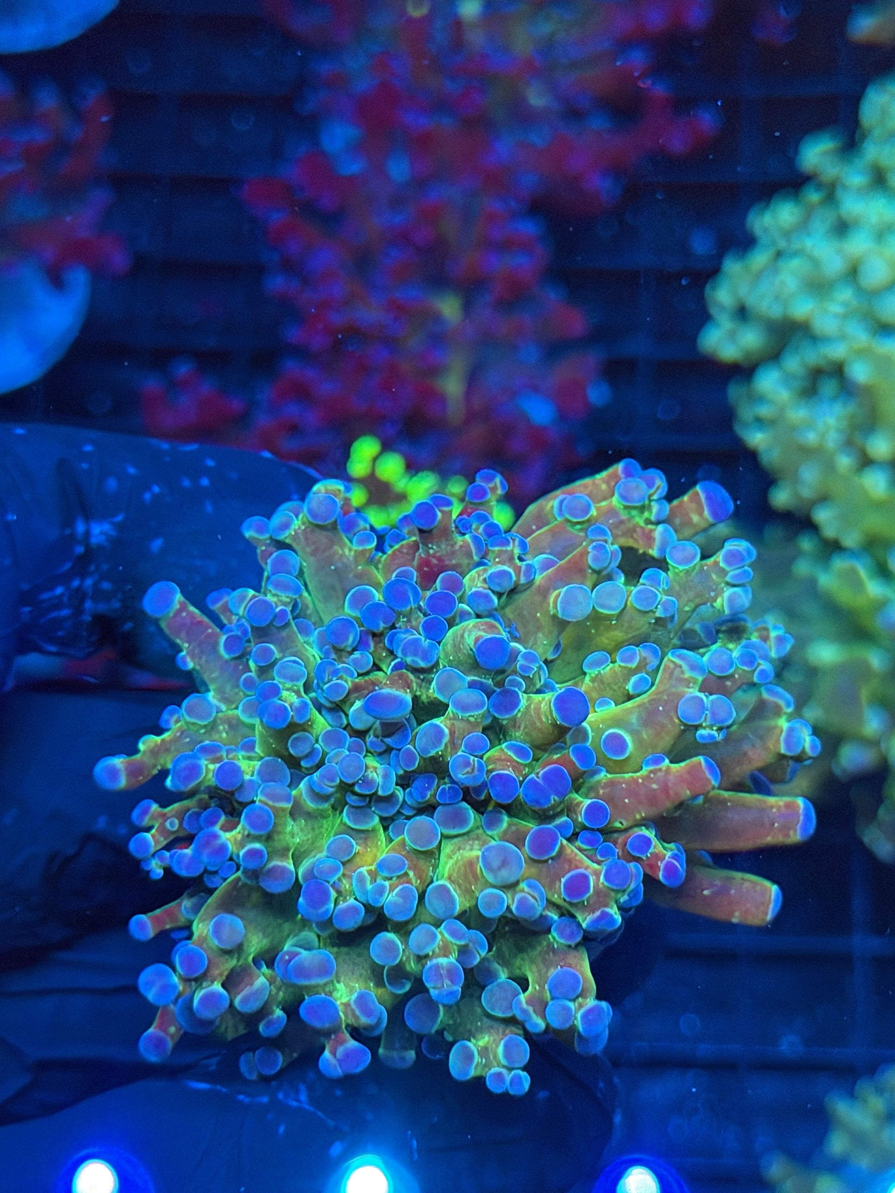 JEA Blue Magic  Frogspawn Coral 1 XL Head 9/6