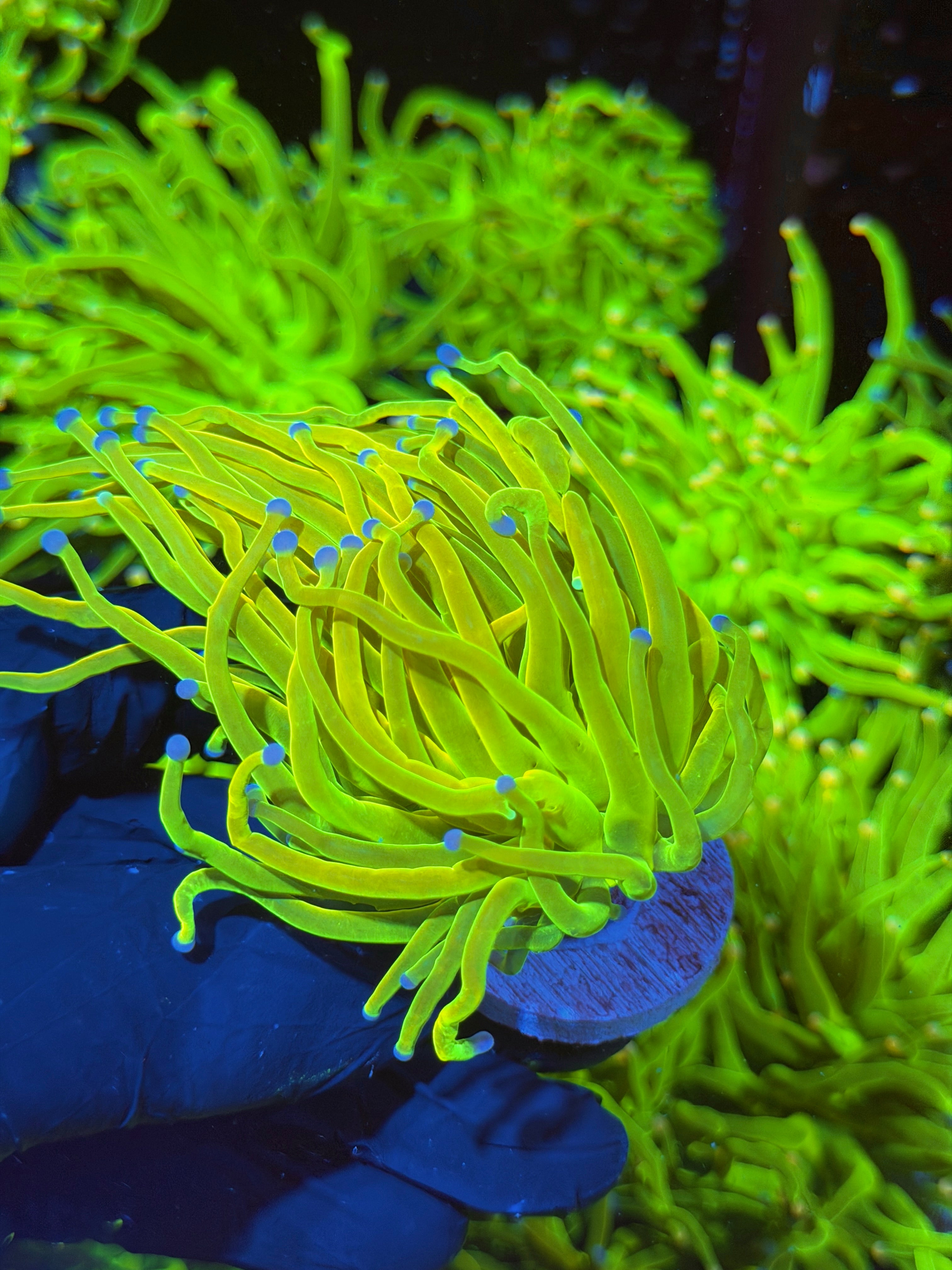 JEA Yellow Holy Grail Torch Coral 1 XL Head 7/14