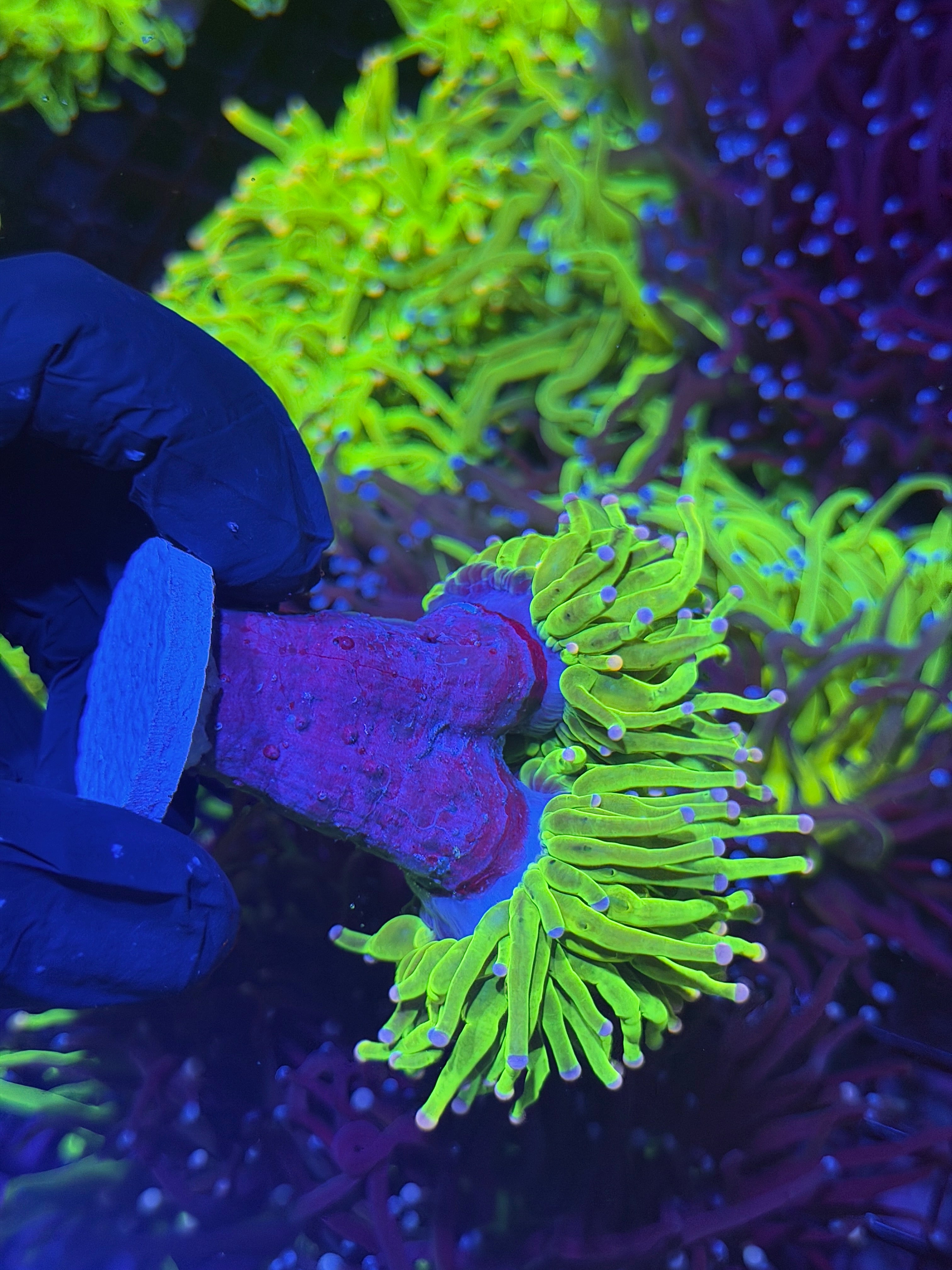 JEA Drama Queen Holy Grail Torch Coral 2 Heads XXL Show Size  (Purple Tips)