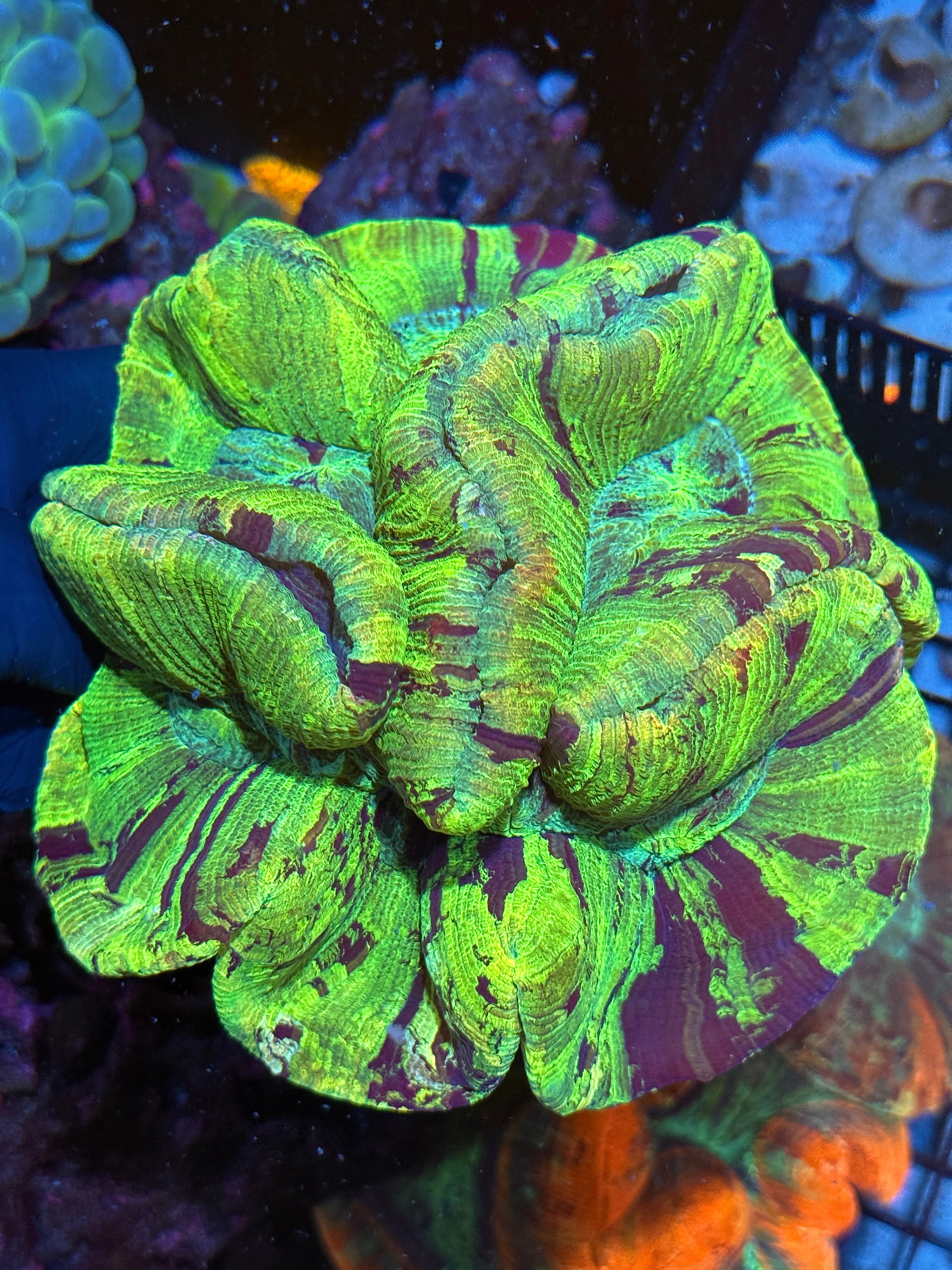 Insane Green Striped Trachyphyllia Wellsophyllia Meat Coral XXXL Show Piece 10/12
