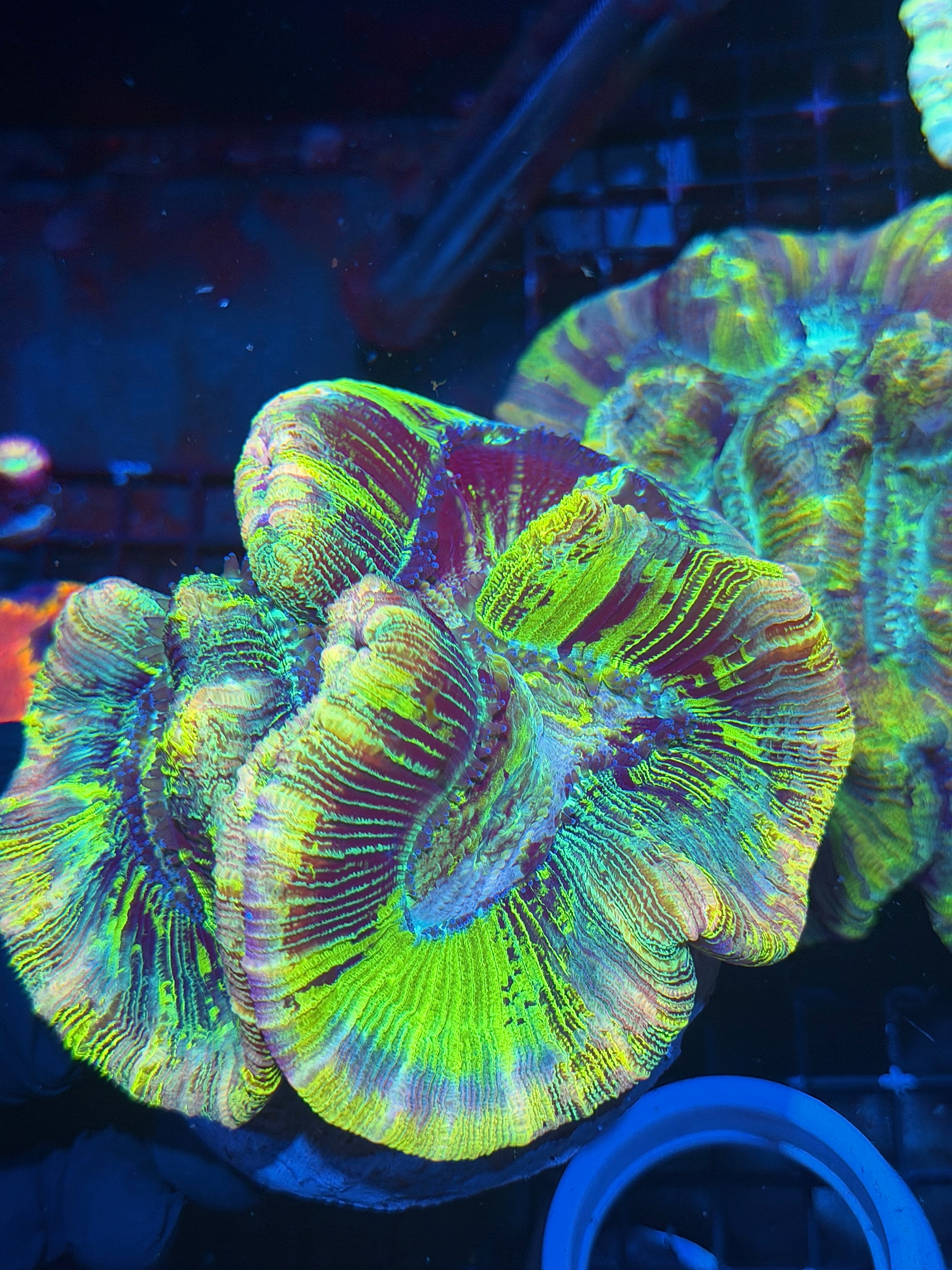 Pink Holographic Trachyphyllia Meat Coral XXL Show Piece