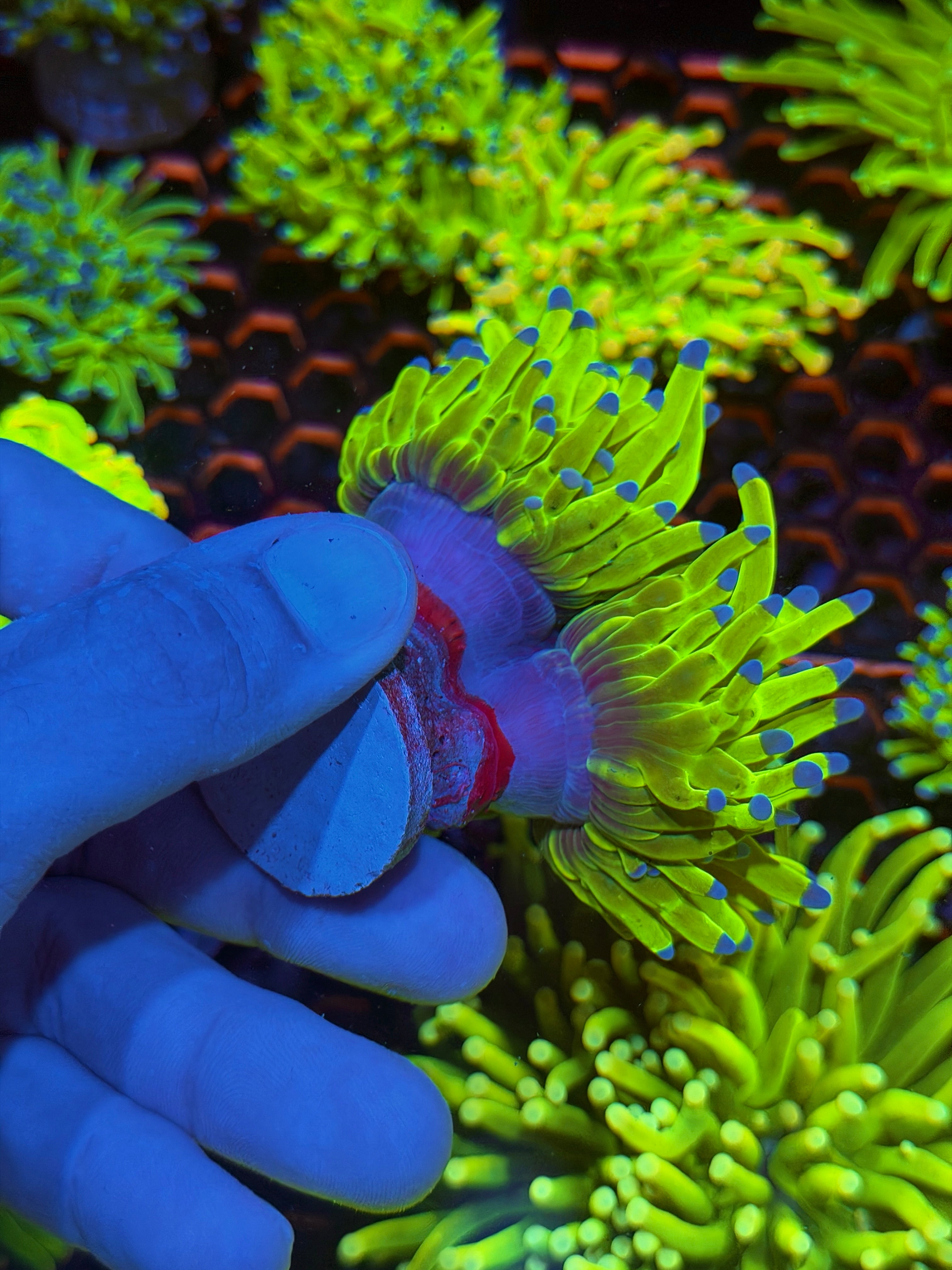 JEA 24K Holy Grail Torch Coral 3 Heads Splitting XXL (AQUACULTURED) 5/16