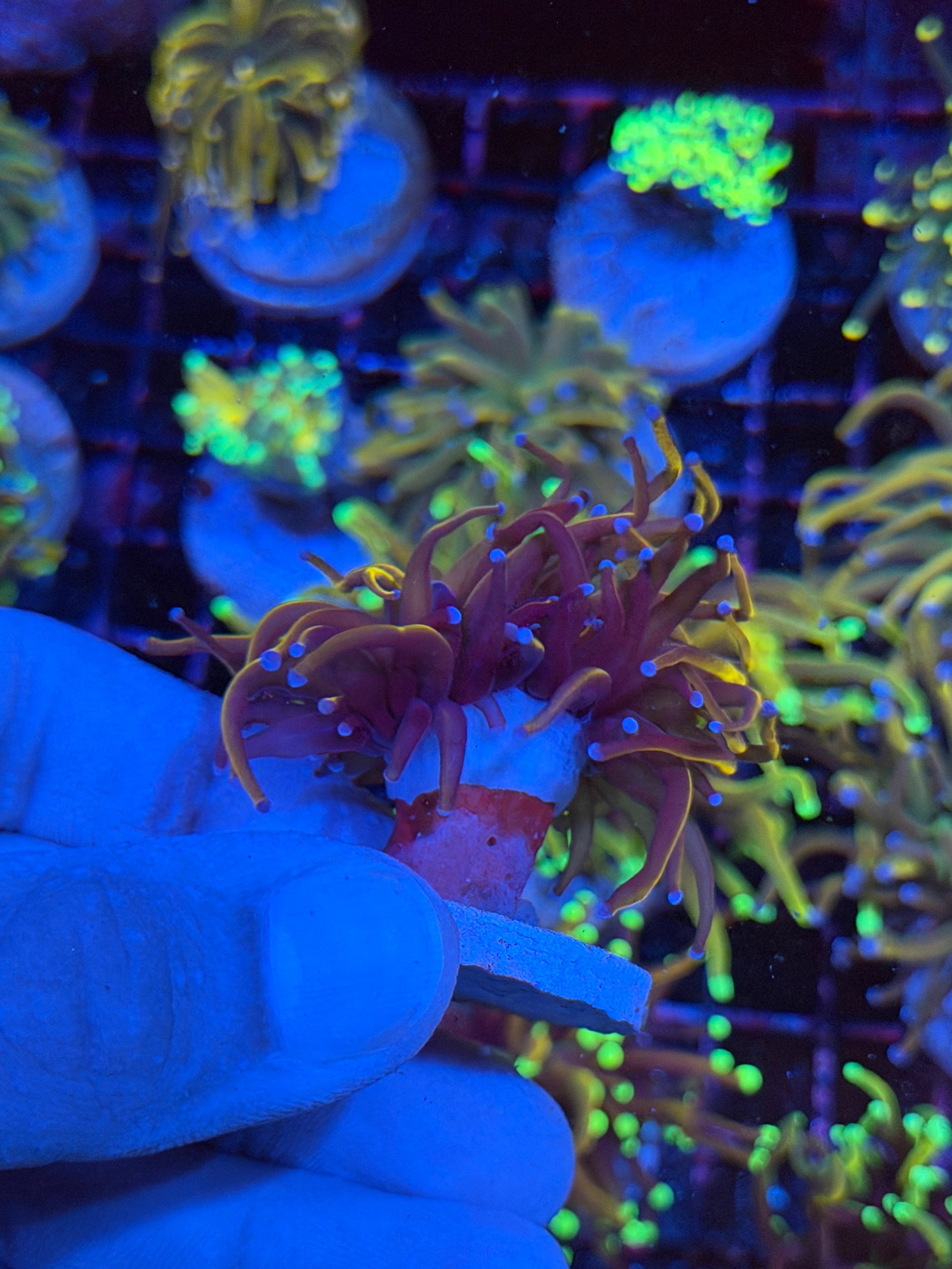 JEA Orange Peel Torch Coral Splitting Head