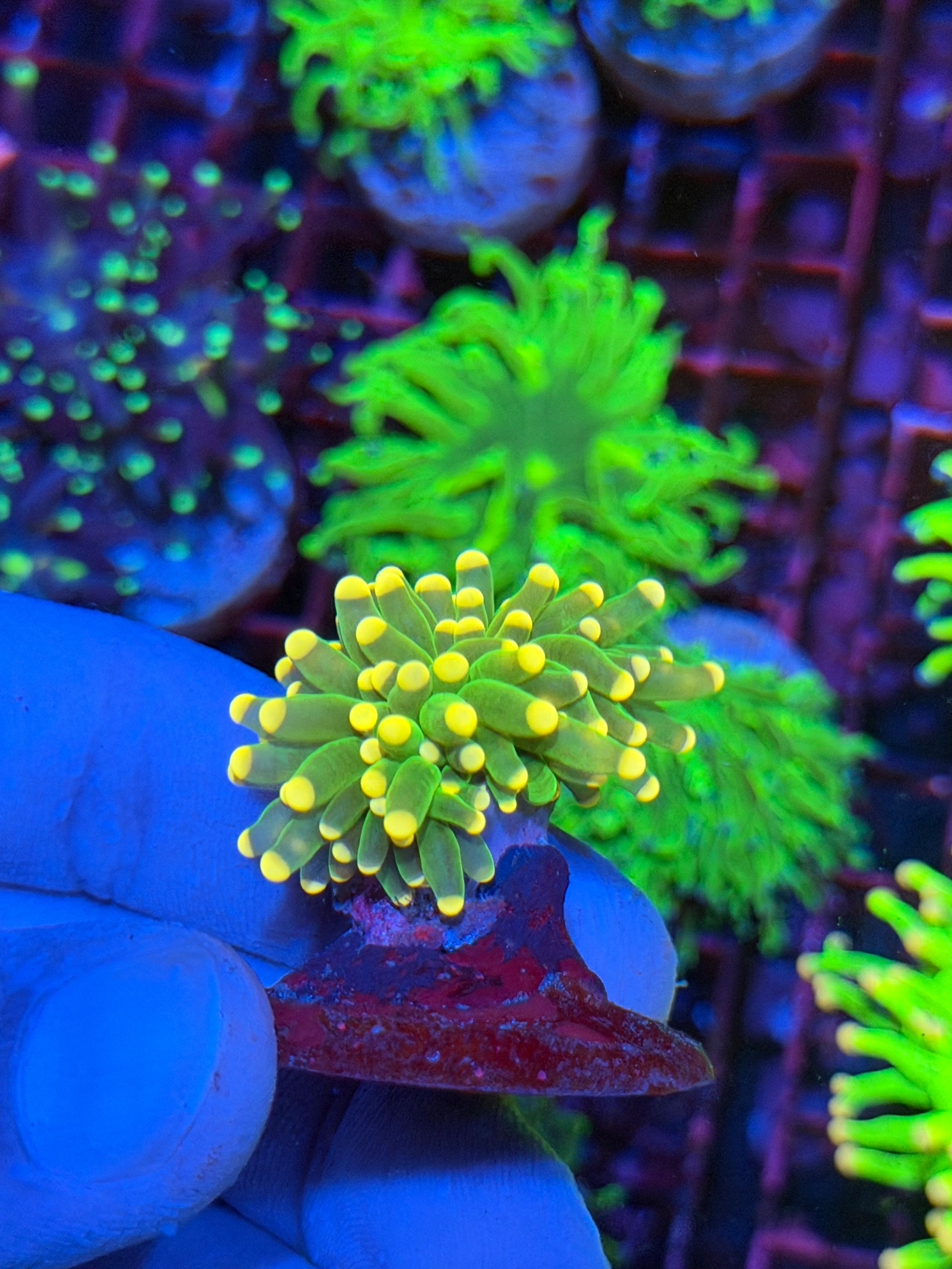JEA Jellybean Tiger Torch Coral 1 XL Head