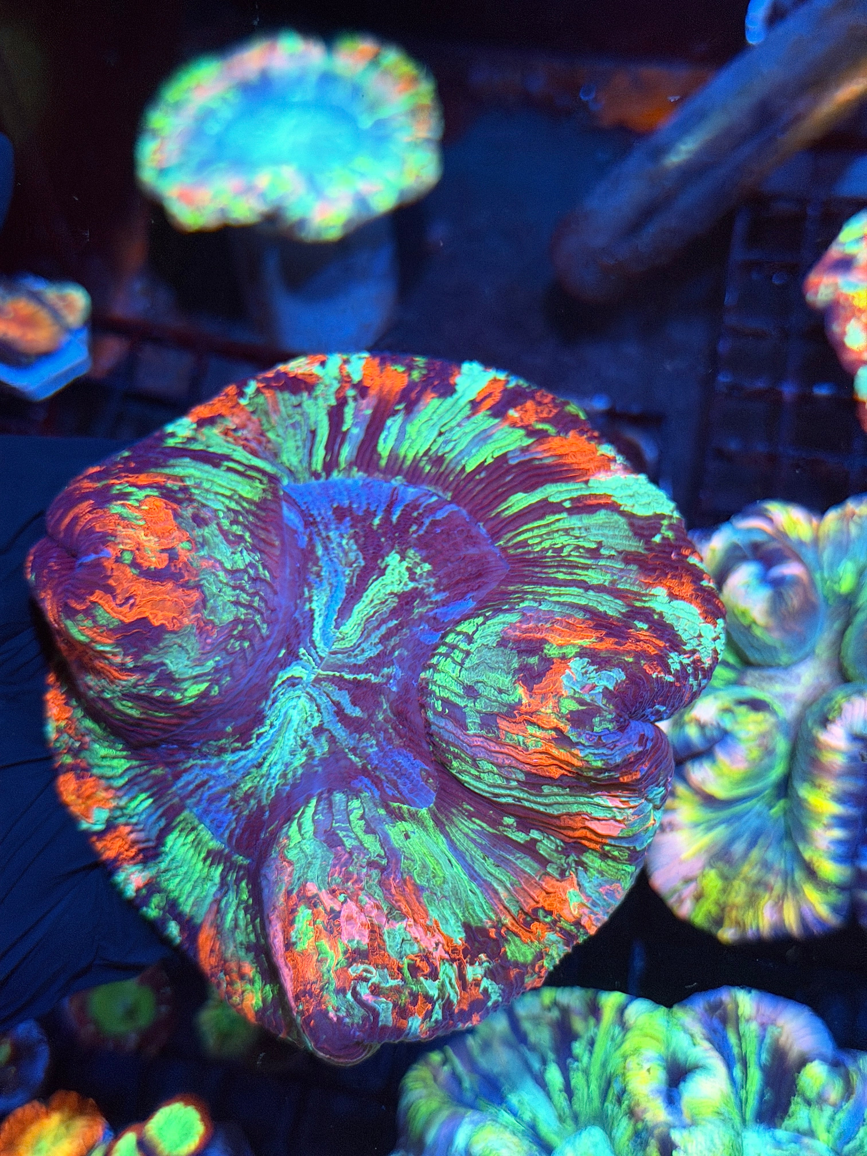 Rainbow Splatter Trachyphyllia Meat Coral XL