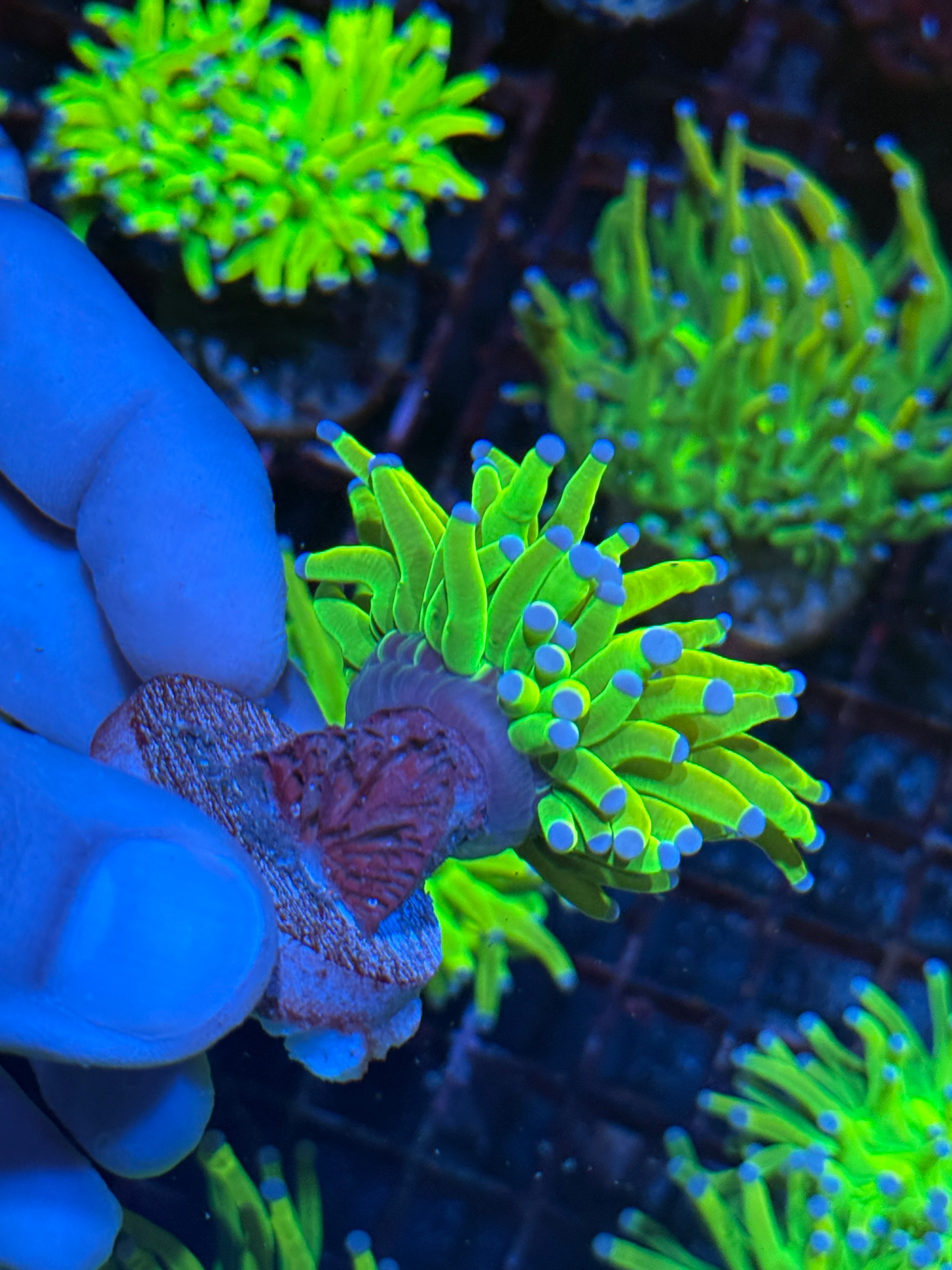 JEA Holy Grail Torch Coral 1 Head 10/5 10/12