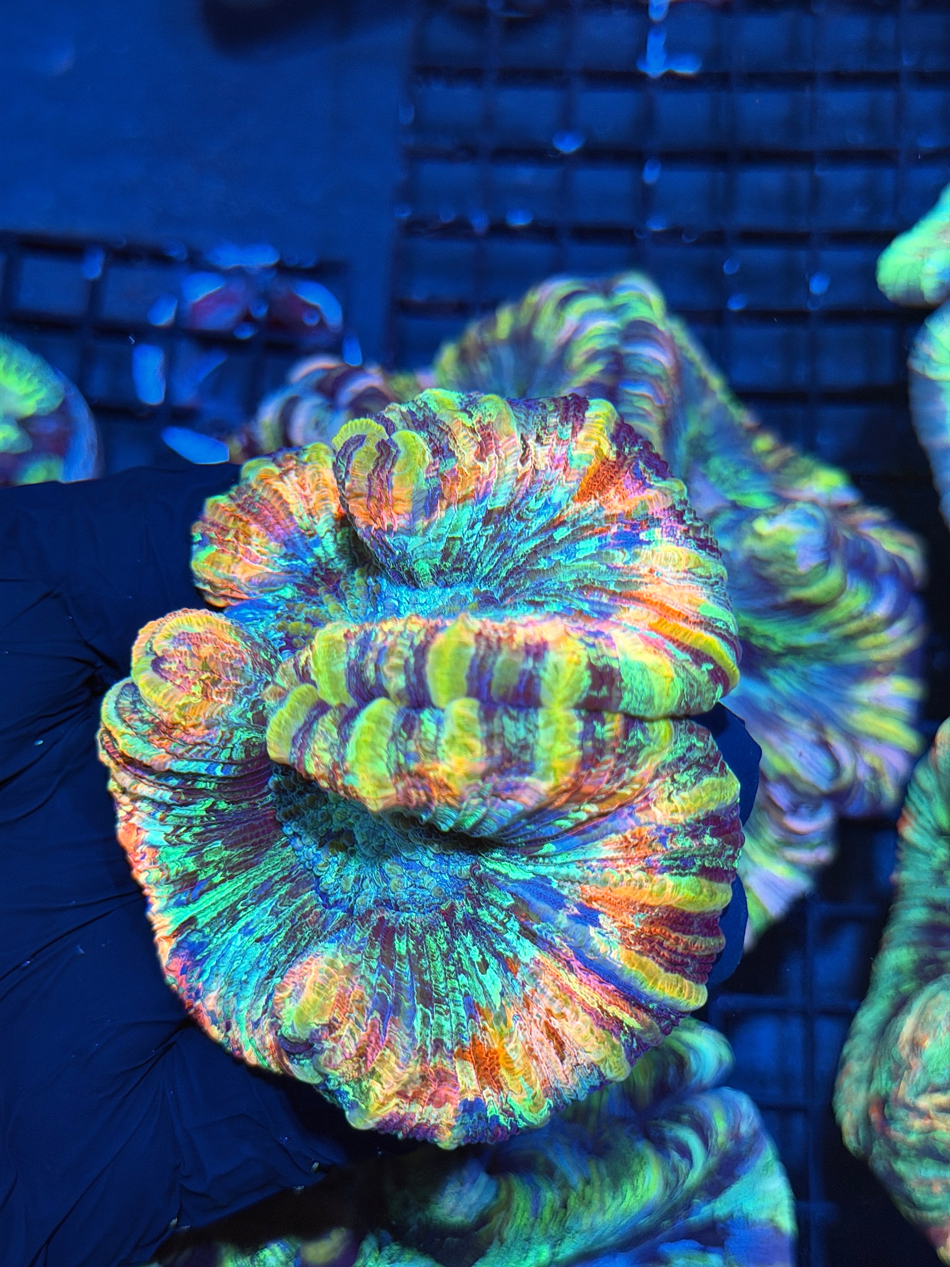 Insane Rainbow Trachyphyllia Meat  Coral 6/4