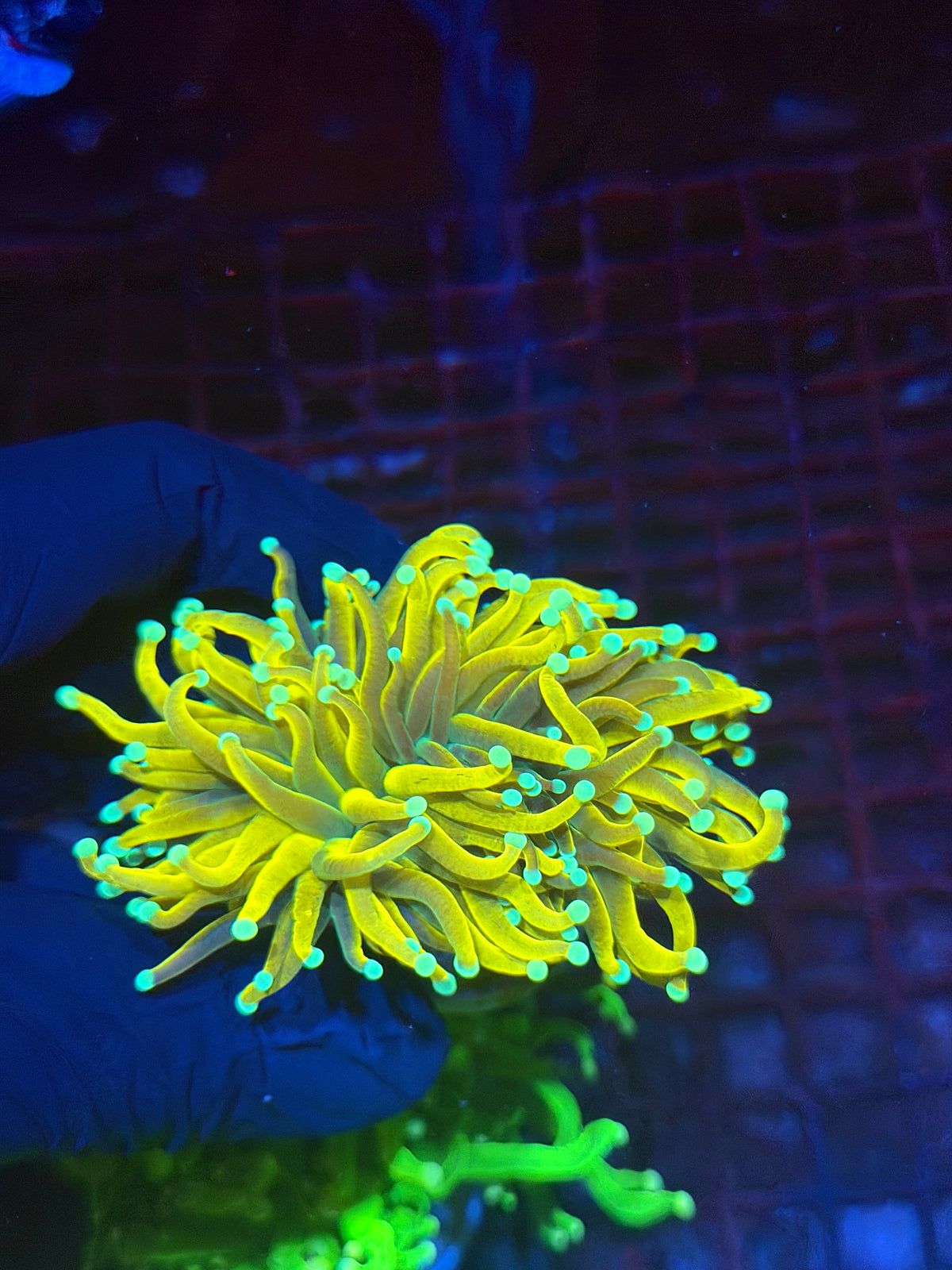 JEA Banana Torch Coral 2 Heads Splitting XXL 9/28