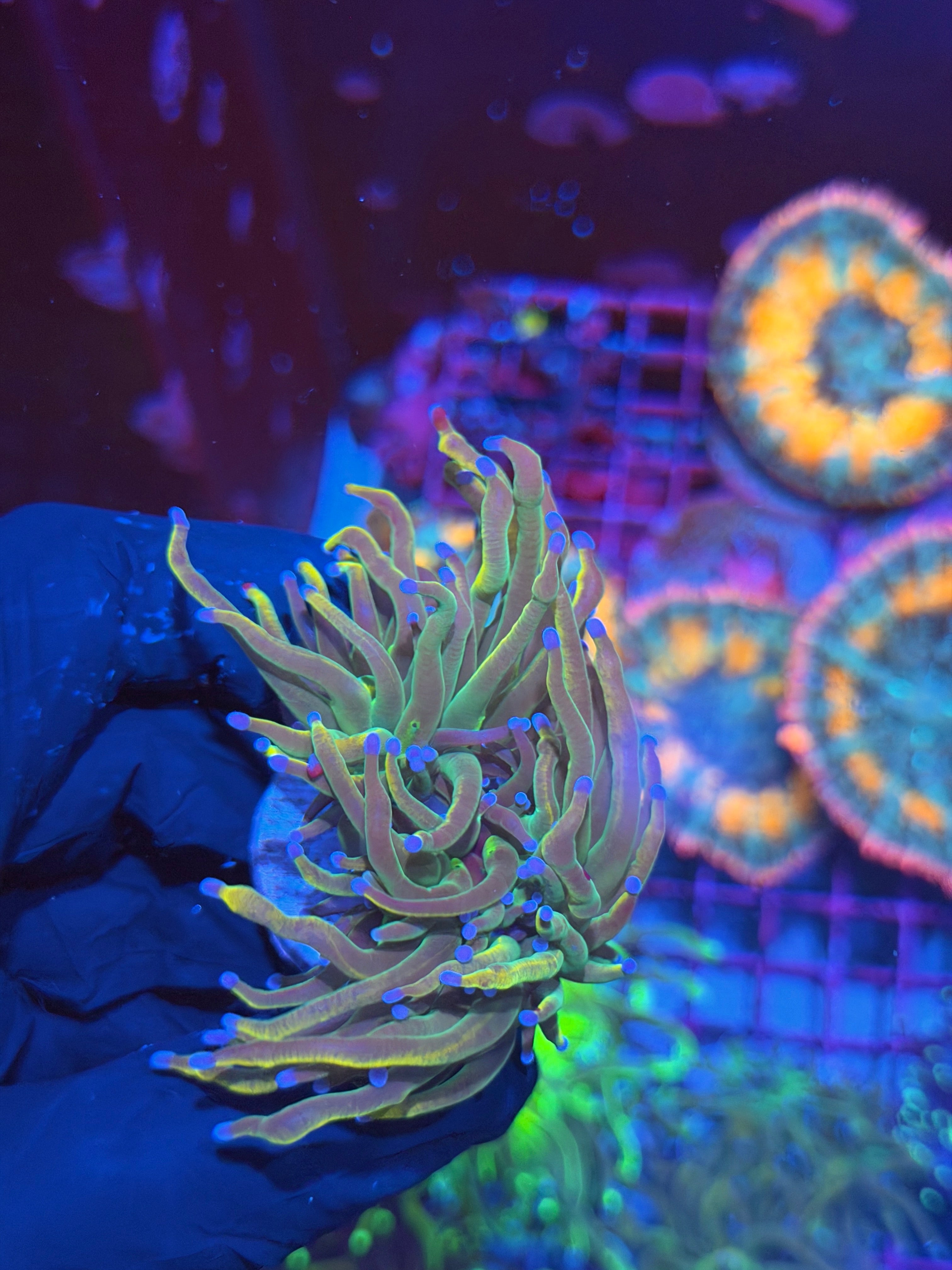 JEA Dragon Tamer Torch Coral 2 Heads Splitting 7/14