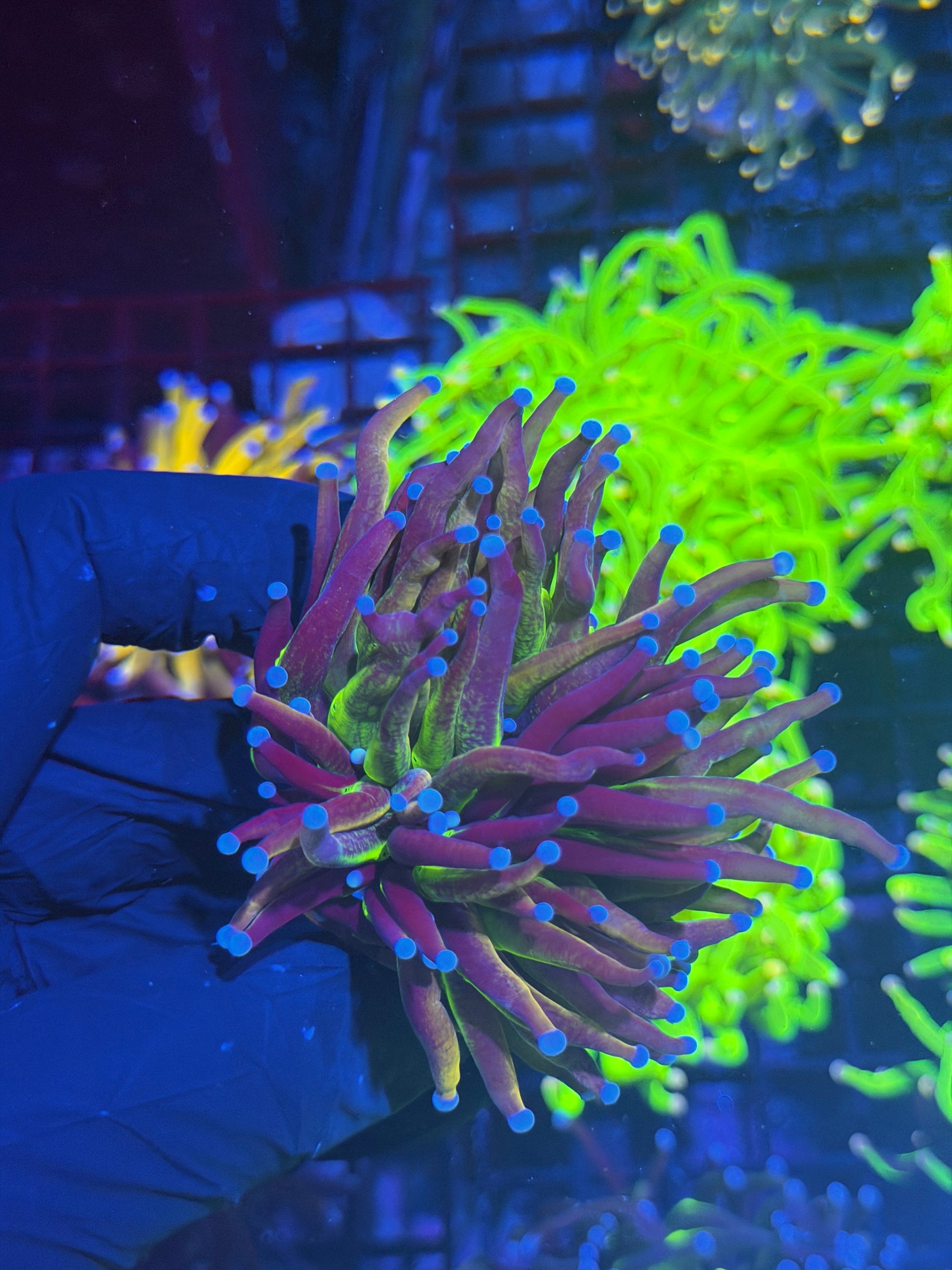 JEA Dragon God Torch Coral 1 XL Head Splitting