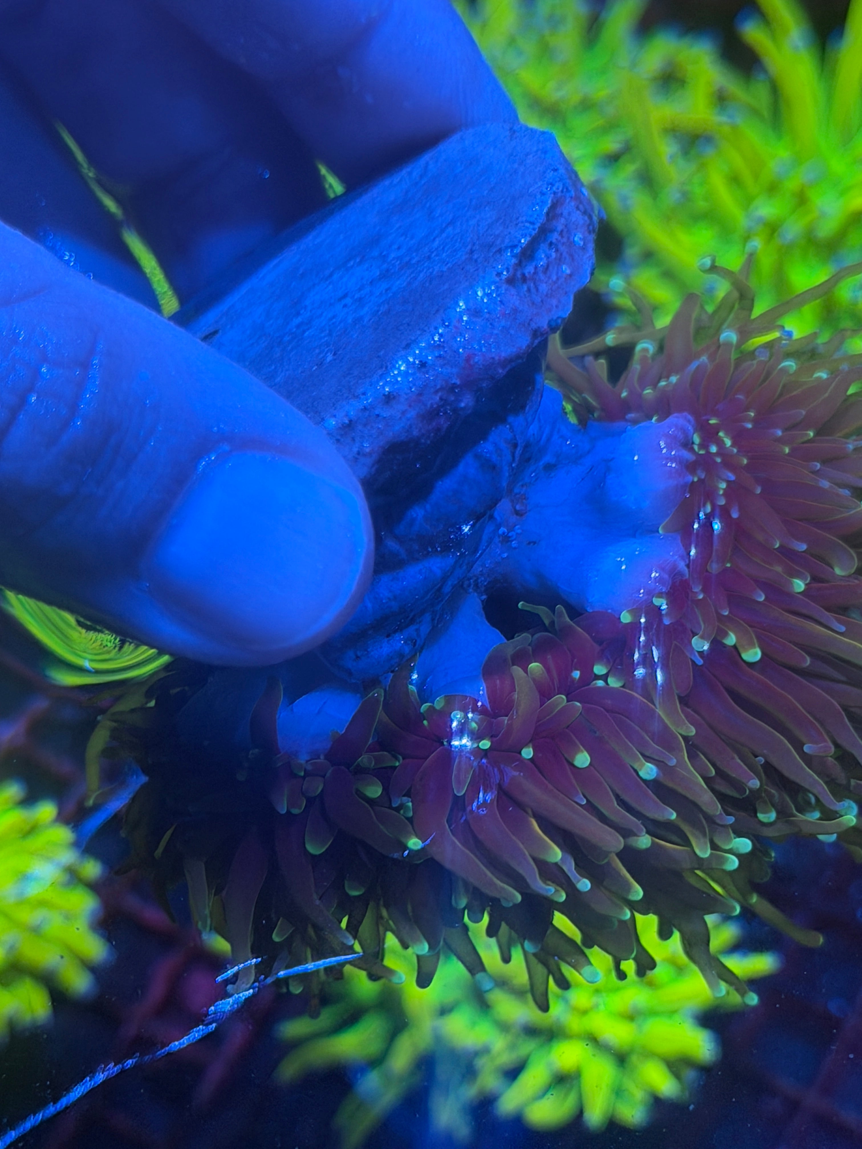 JEA Honey Pot Torch Coral Colony 8 Heads XXL -