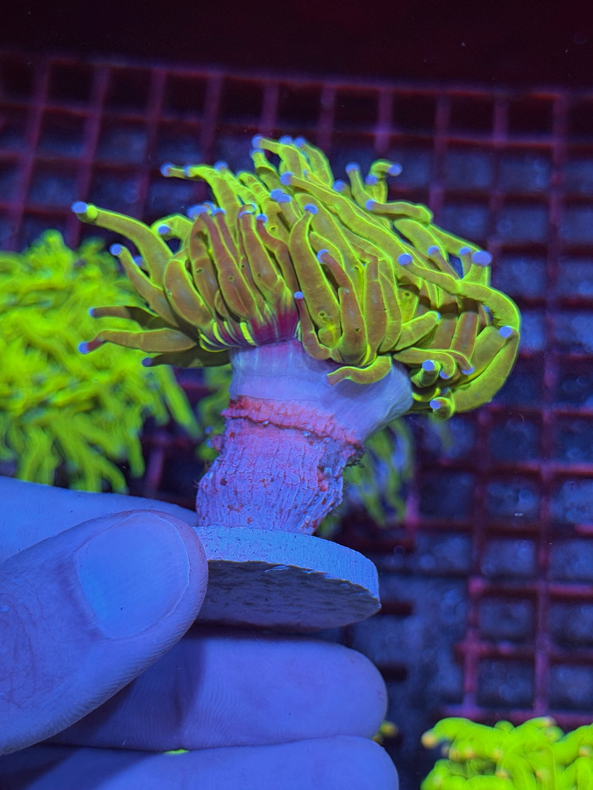 JEA Yellow Holy Grail Torch Coral 1 XL Head 10/11