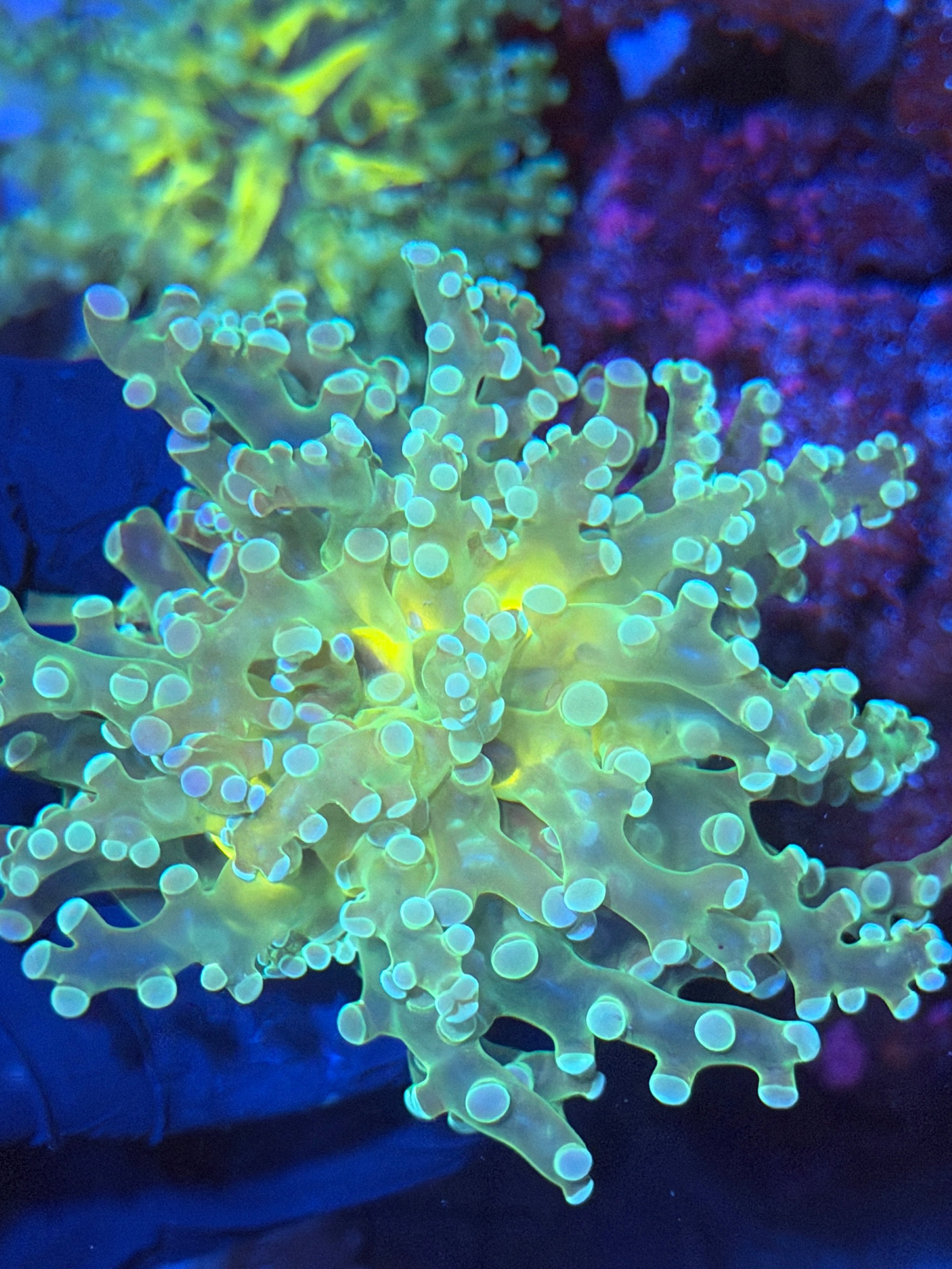 JEA Holy Grail Frogspawn Coral 1 XL Head Splitting 12/1