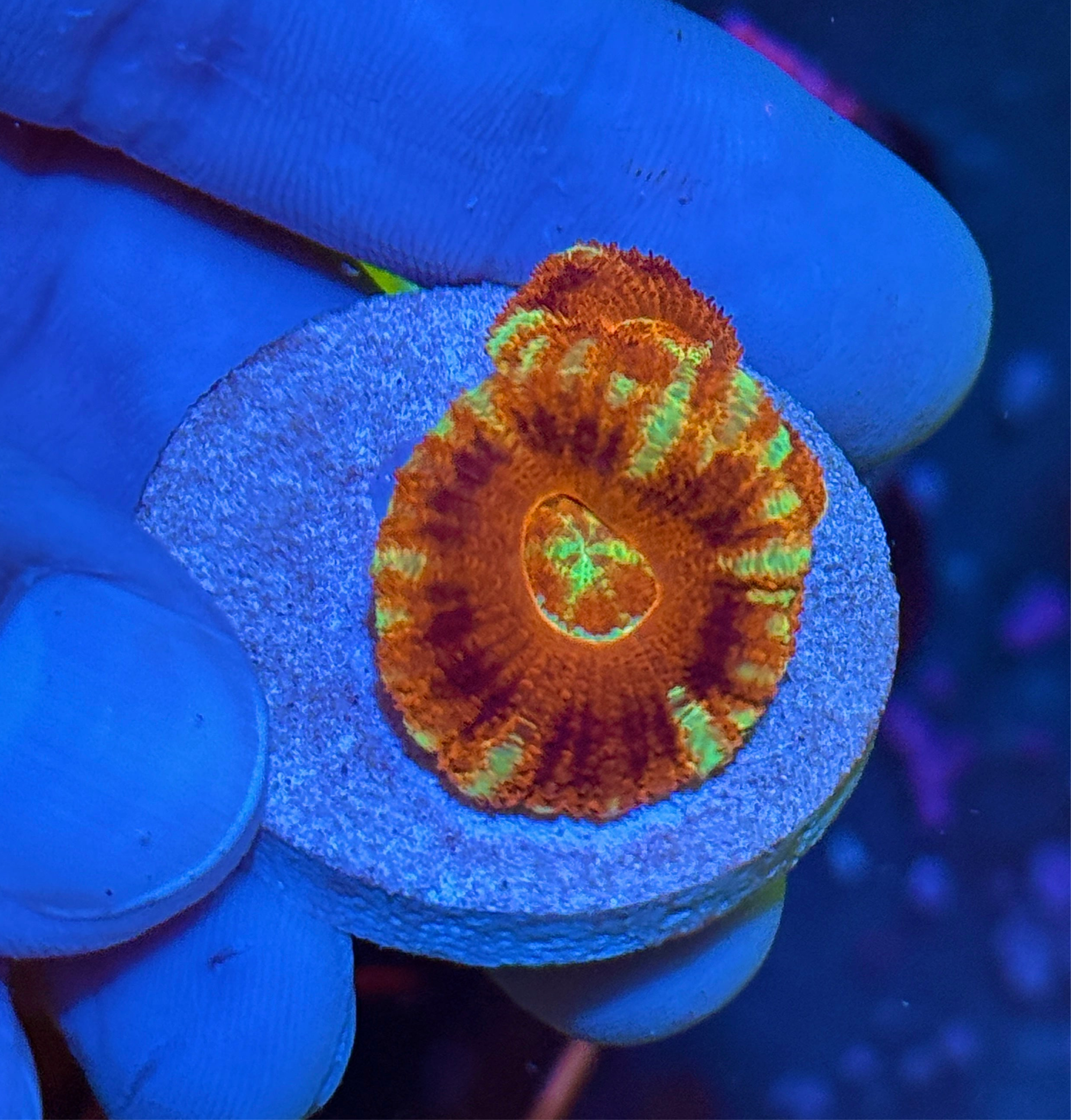JEA Incinerator Asian Acans 2 XL Heads