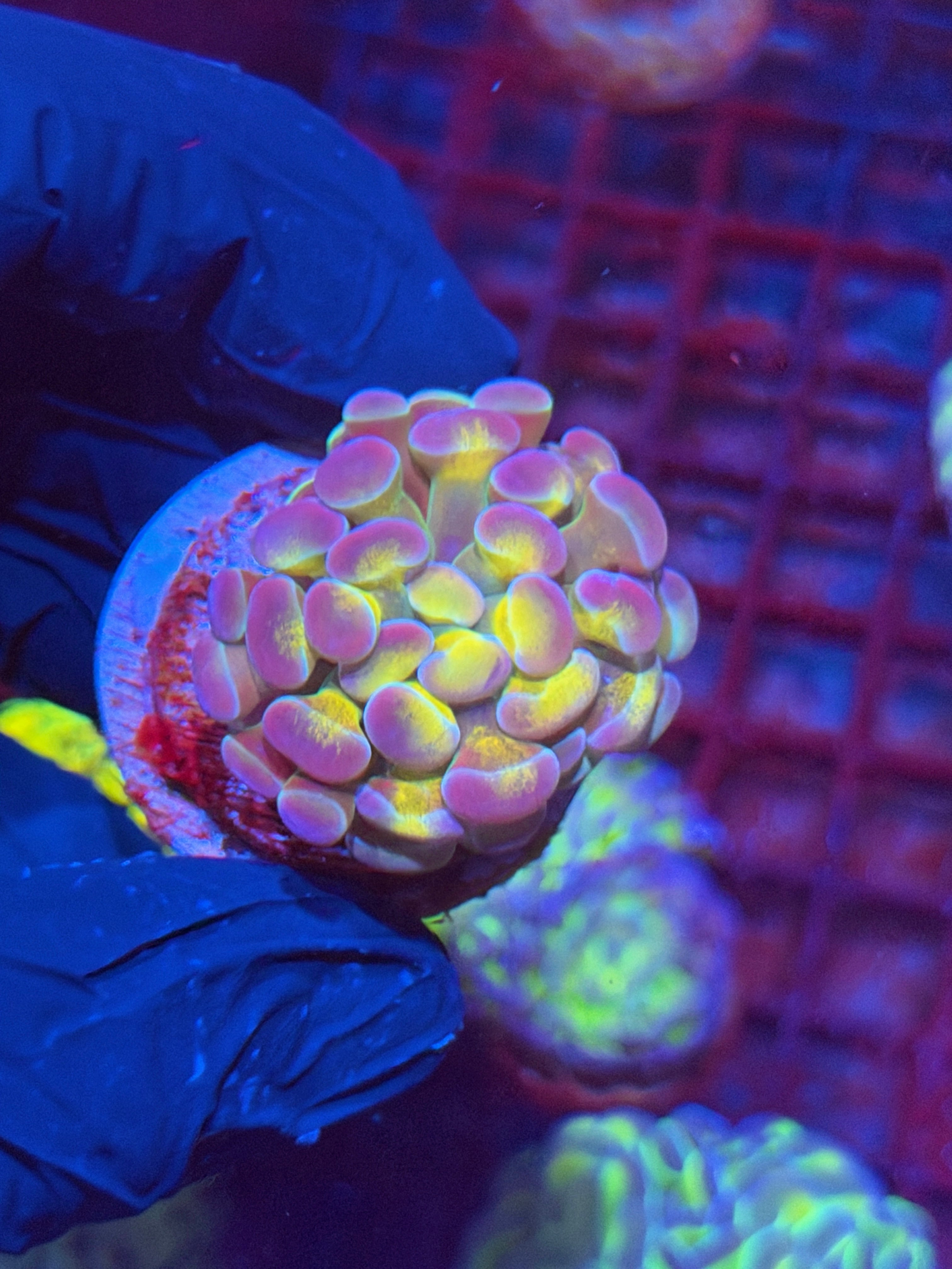 JEA Yellow Holo Hammer Coral 1 Head