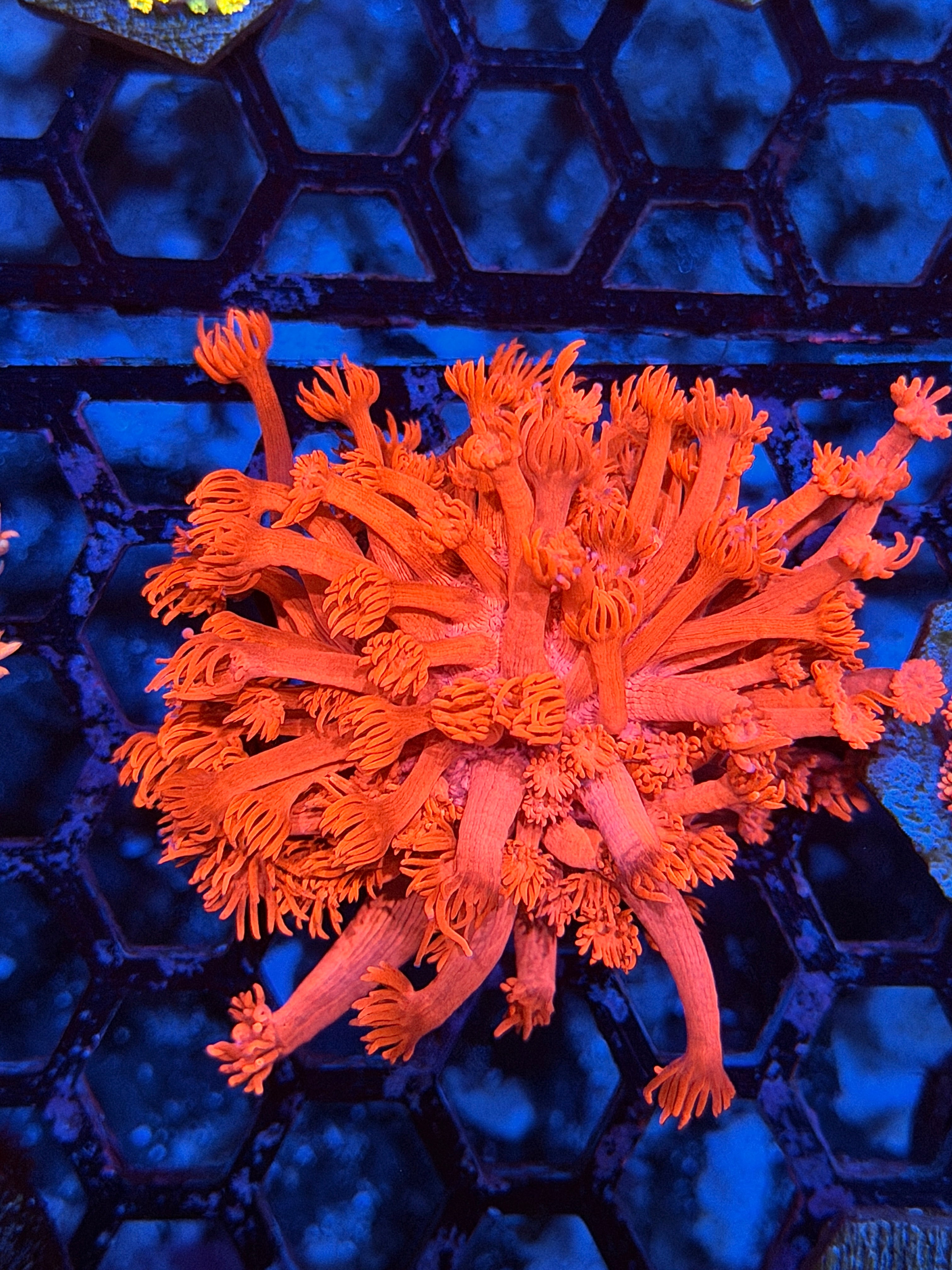 JEA Solar Ray Goniopora Coral Insanely Bright XXL