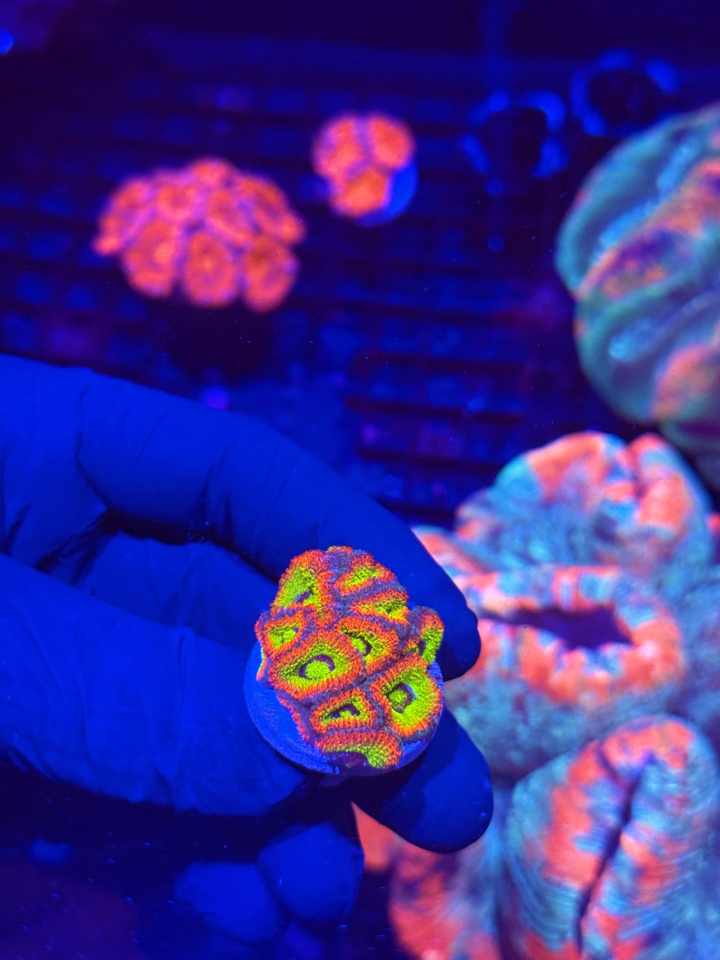 JEA Holy Grail Micromussa Coral 12+ Heads