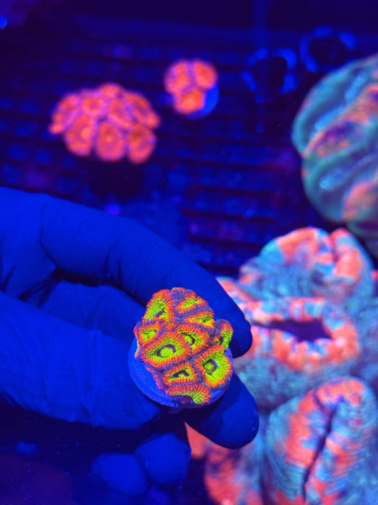JEA Holy Grail Micromussa Coral 12+ Heads